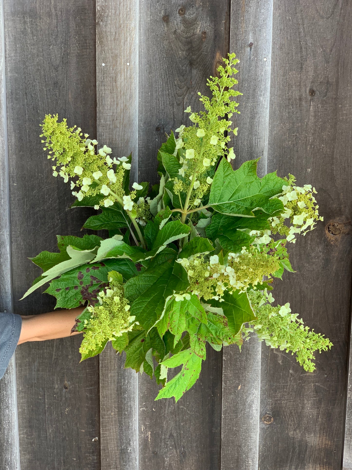 Hydrangea Oakleaf Alice