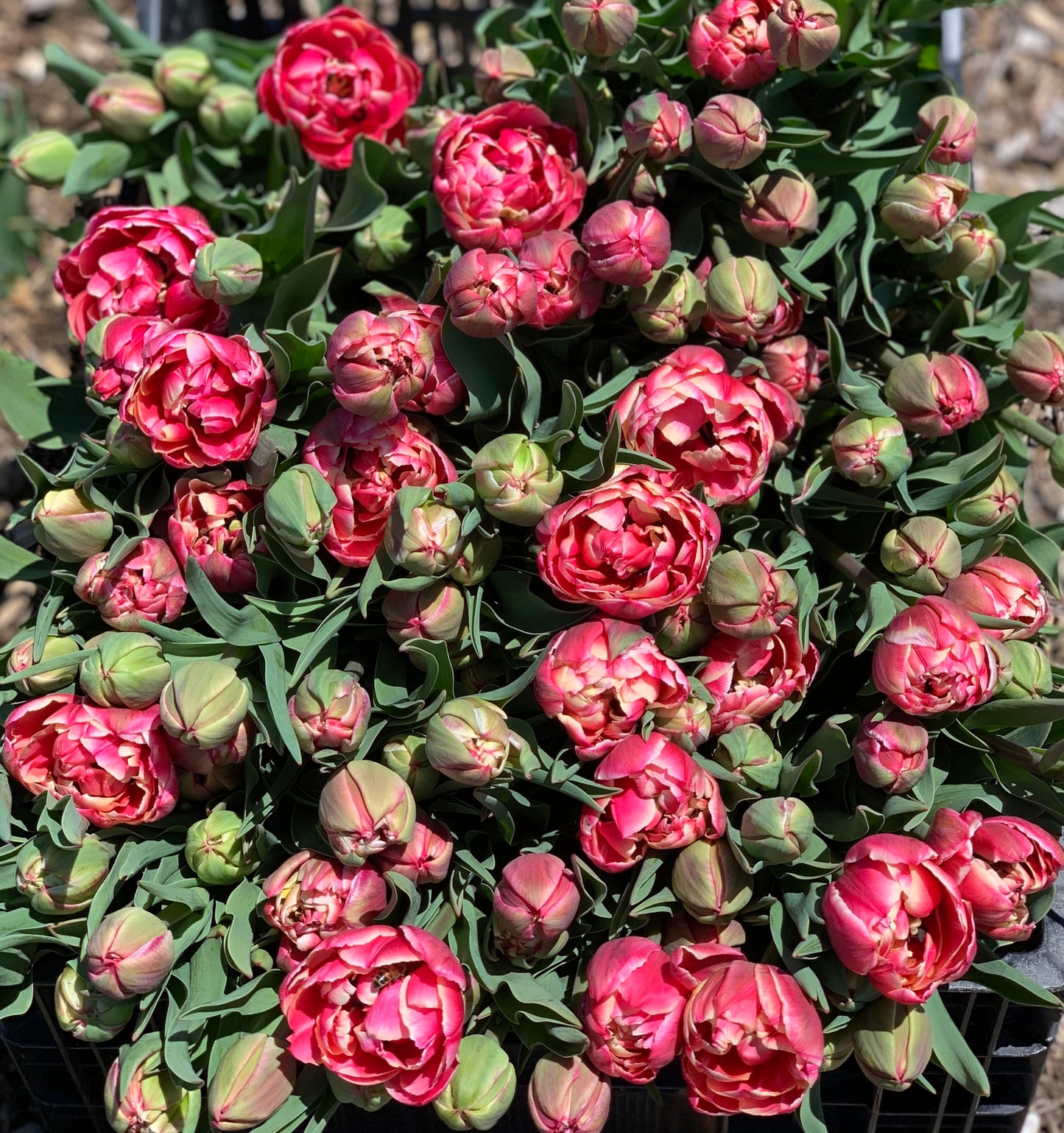 Spring Flowering Bulbs