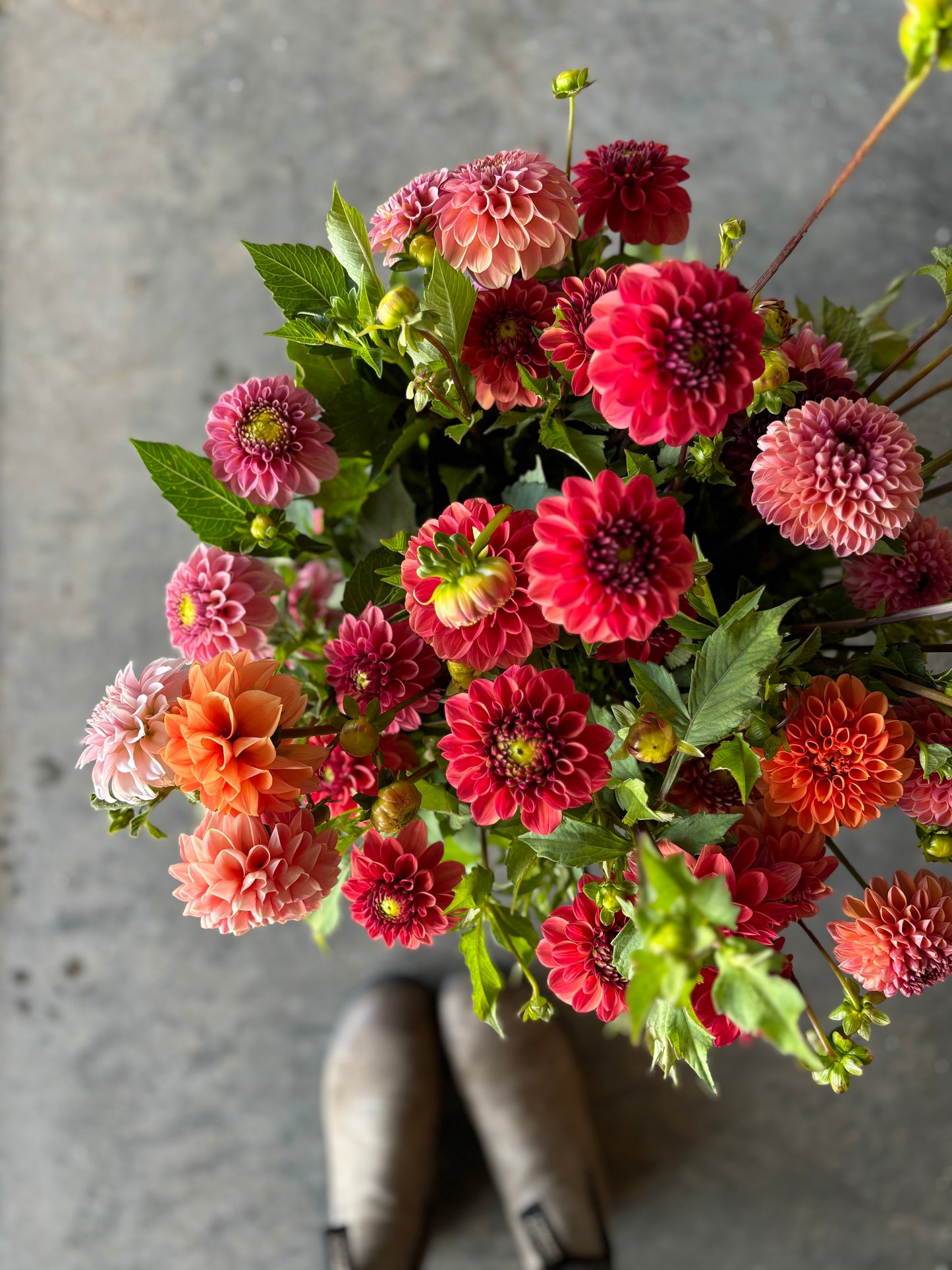 Dahlias Sunset Assorted