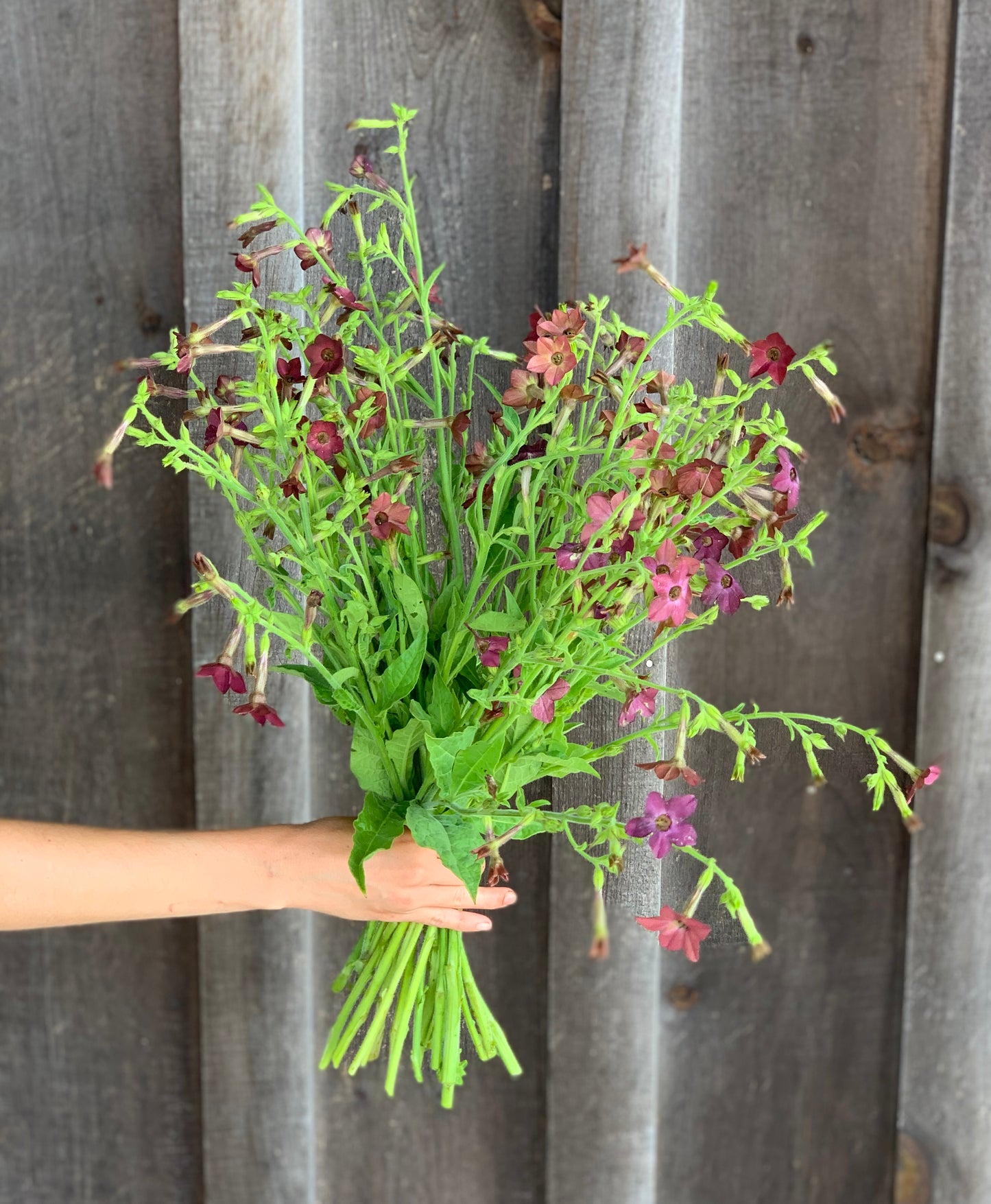 Nicotiana Bronze Queen