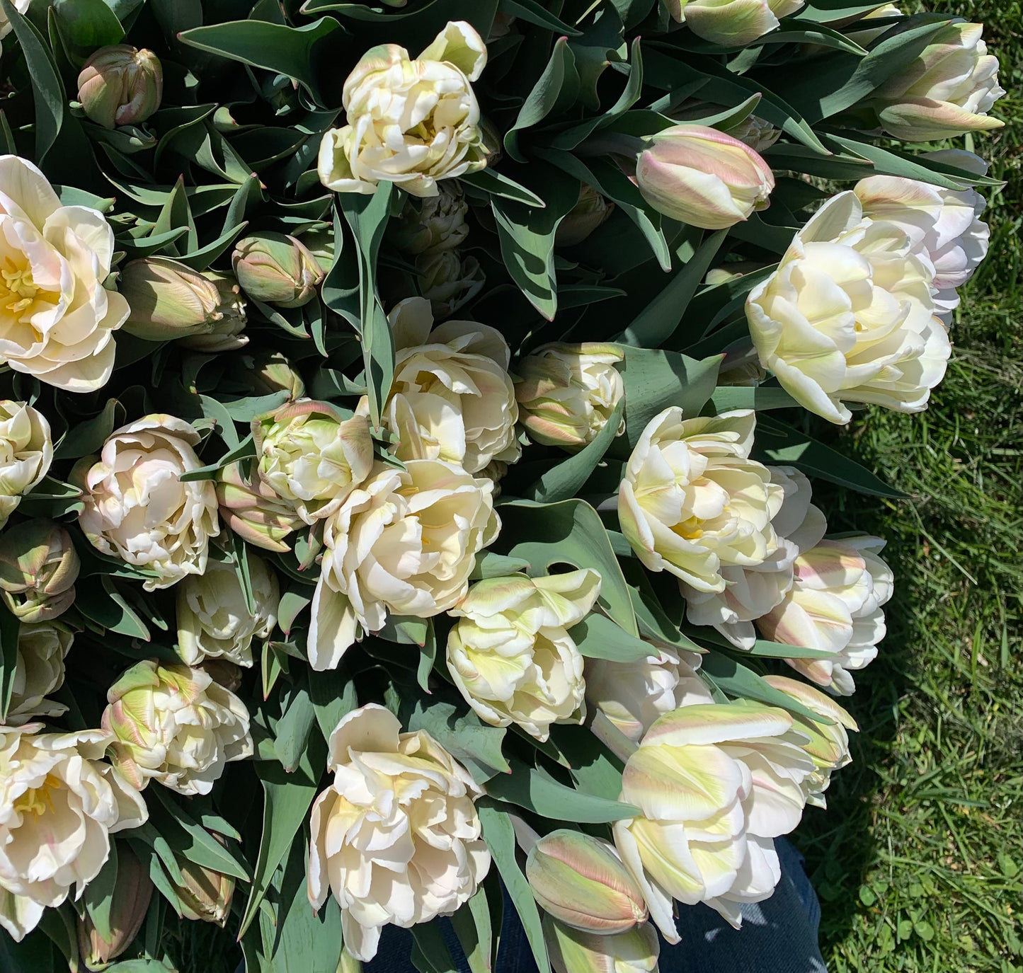 Spring Flowering Bulbs