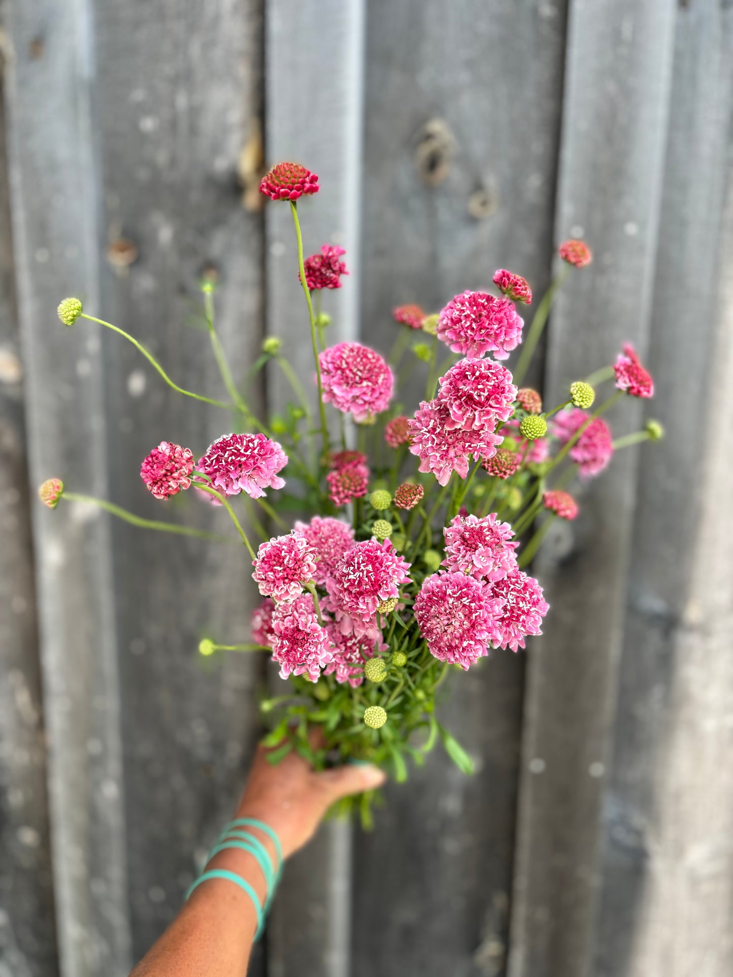 Scabiosa Marshmallow Scoop Petite