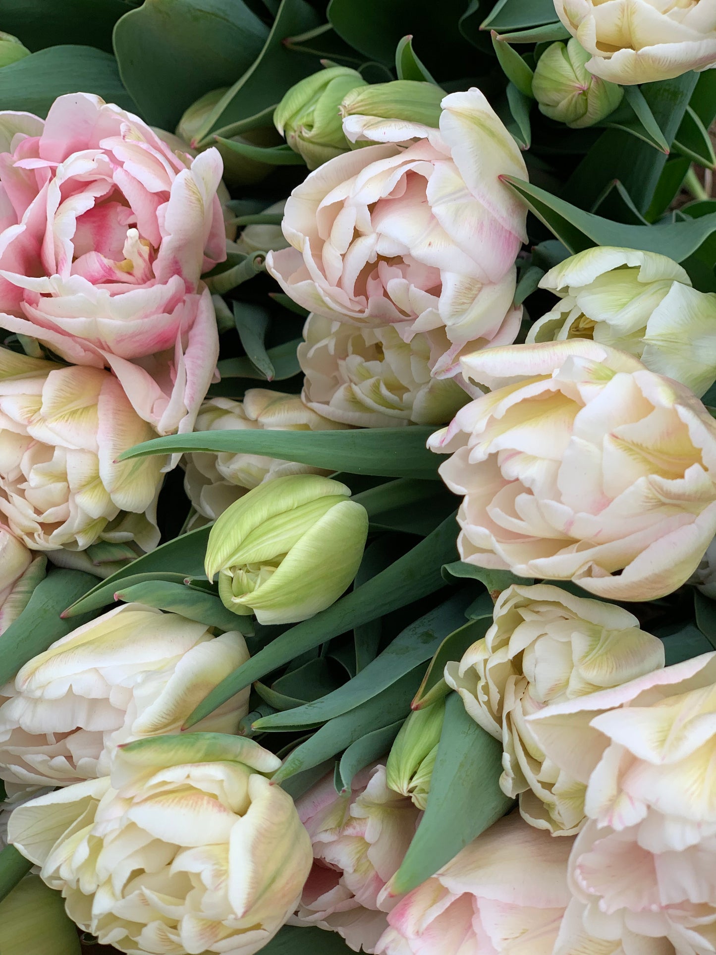 Spring Flowering Bulbs