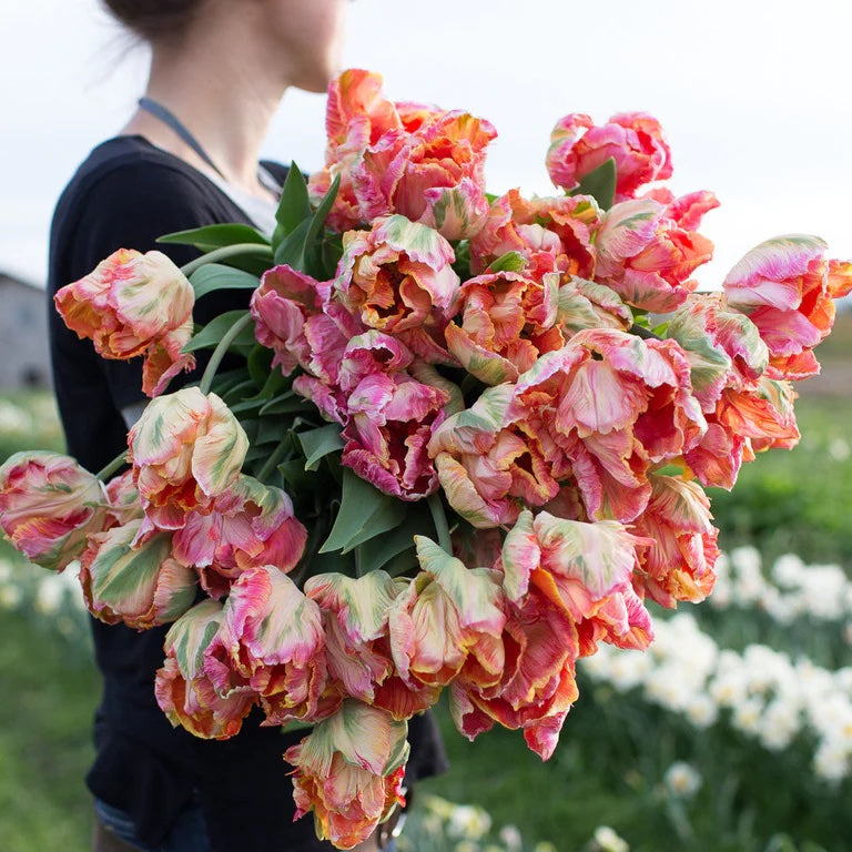 Spring Flowering Bulbs