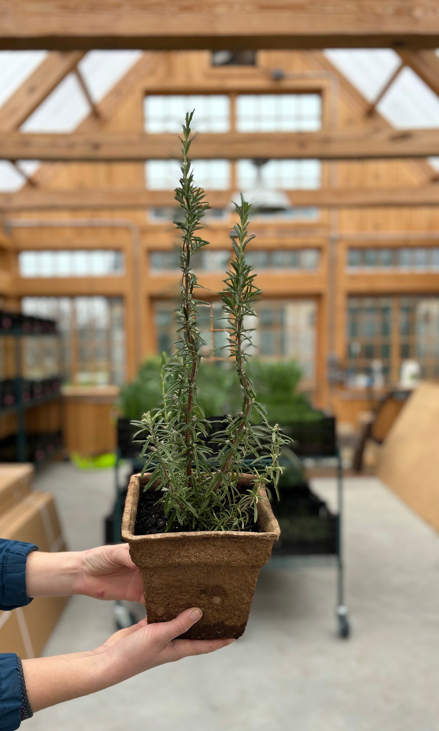 Rosemary 'Barbeque' Plants