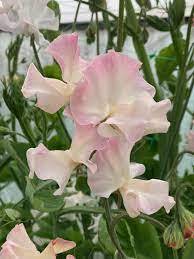Sweet Peas Mollie Rilstone Blush