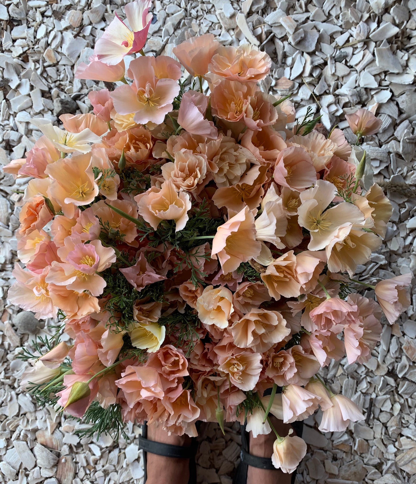 Poppies Thai Silk Pink Champagne