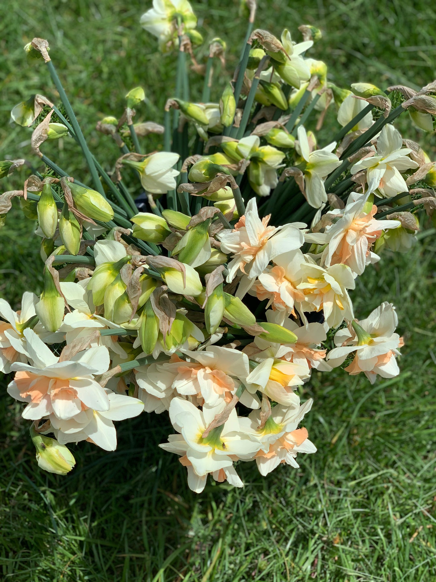 Narcissus Pink Champagne