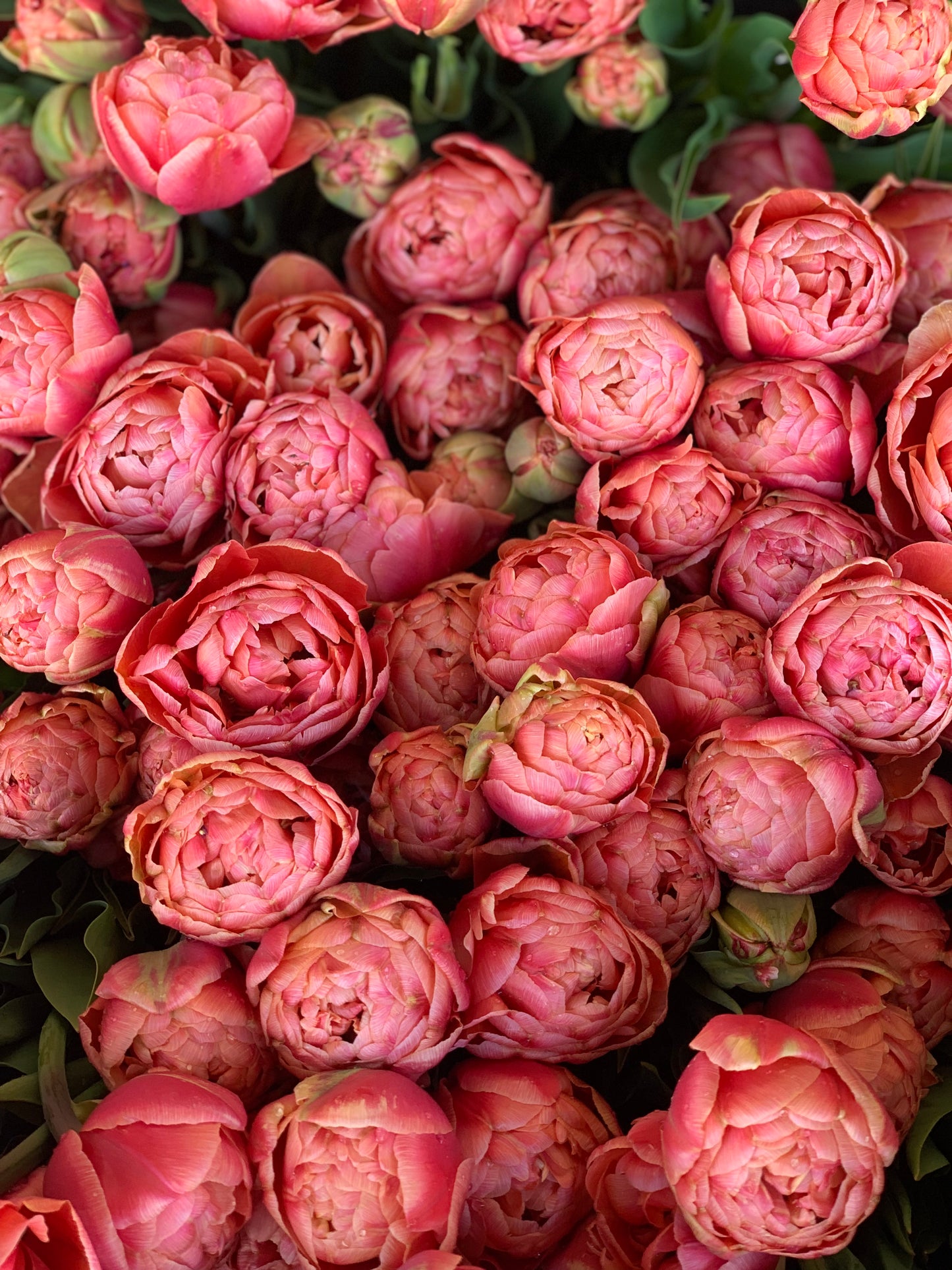 Spring Flowering Bulbs