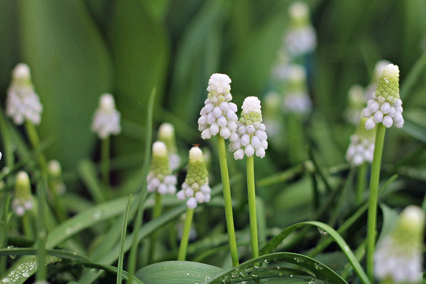 Spring Flowering Bulbs