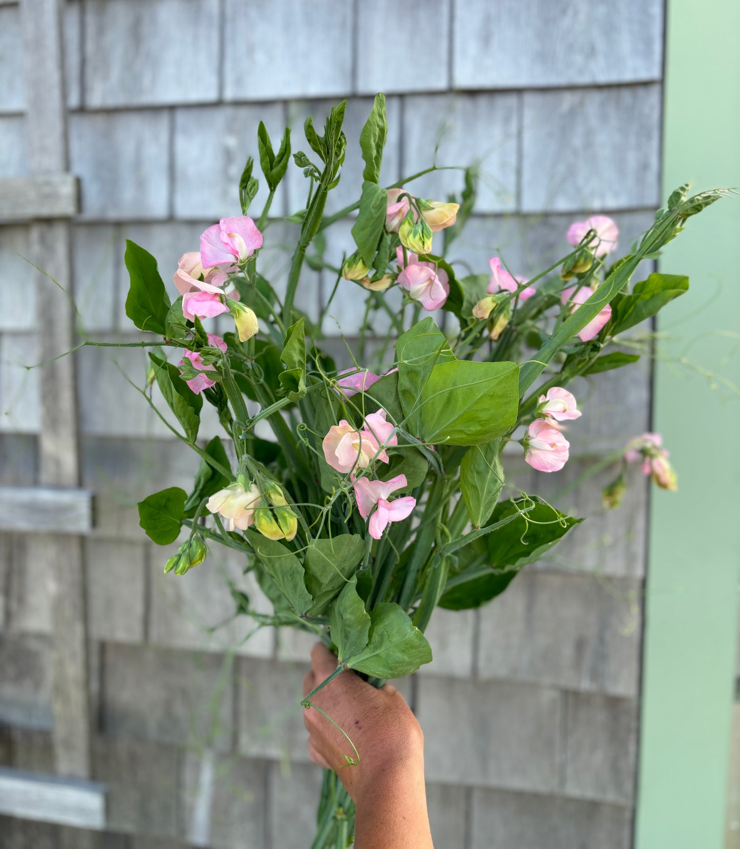 Sweet Peas Mollie Rilstone Blush