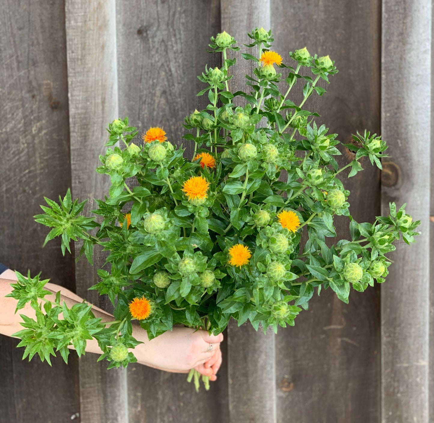 Carthamus Shiro Orange