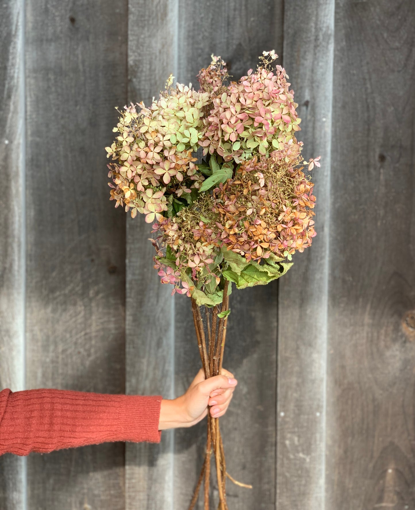 Hydrangea Dried