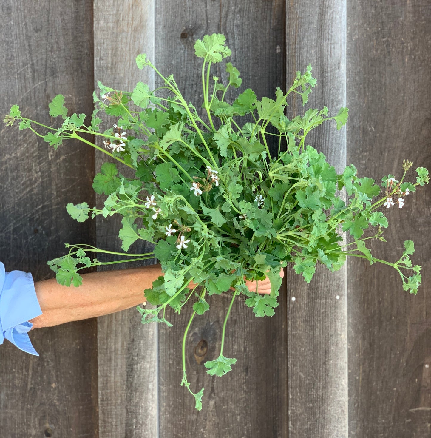 Scented Geranium Apple