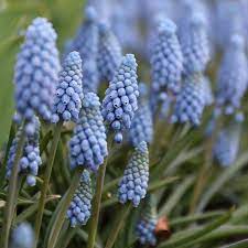 Spring Flowering Bulbs