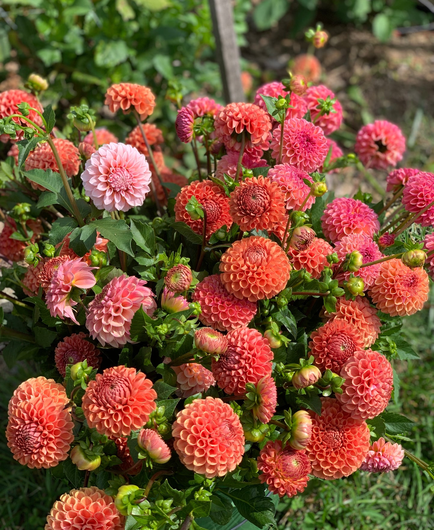 Dahlias Sunset Assorted