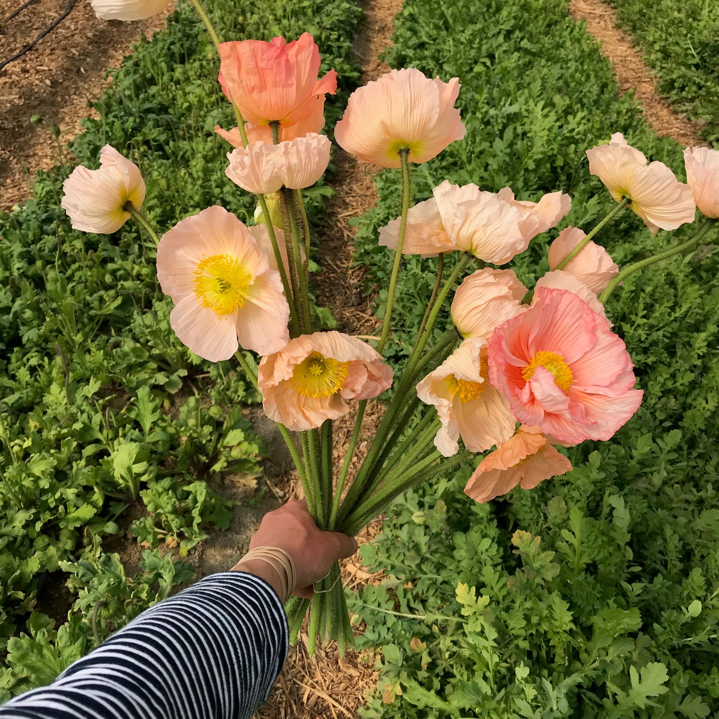 Poppies Icelandic Hummingbird Pastel