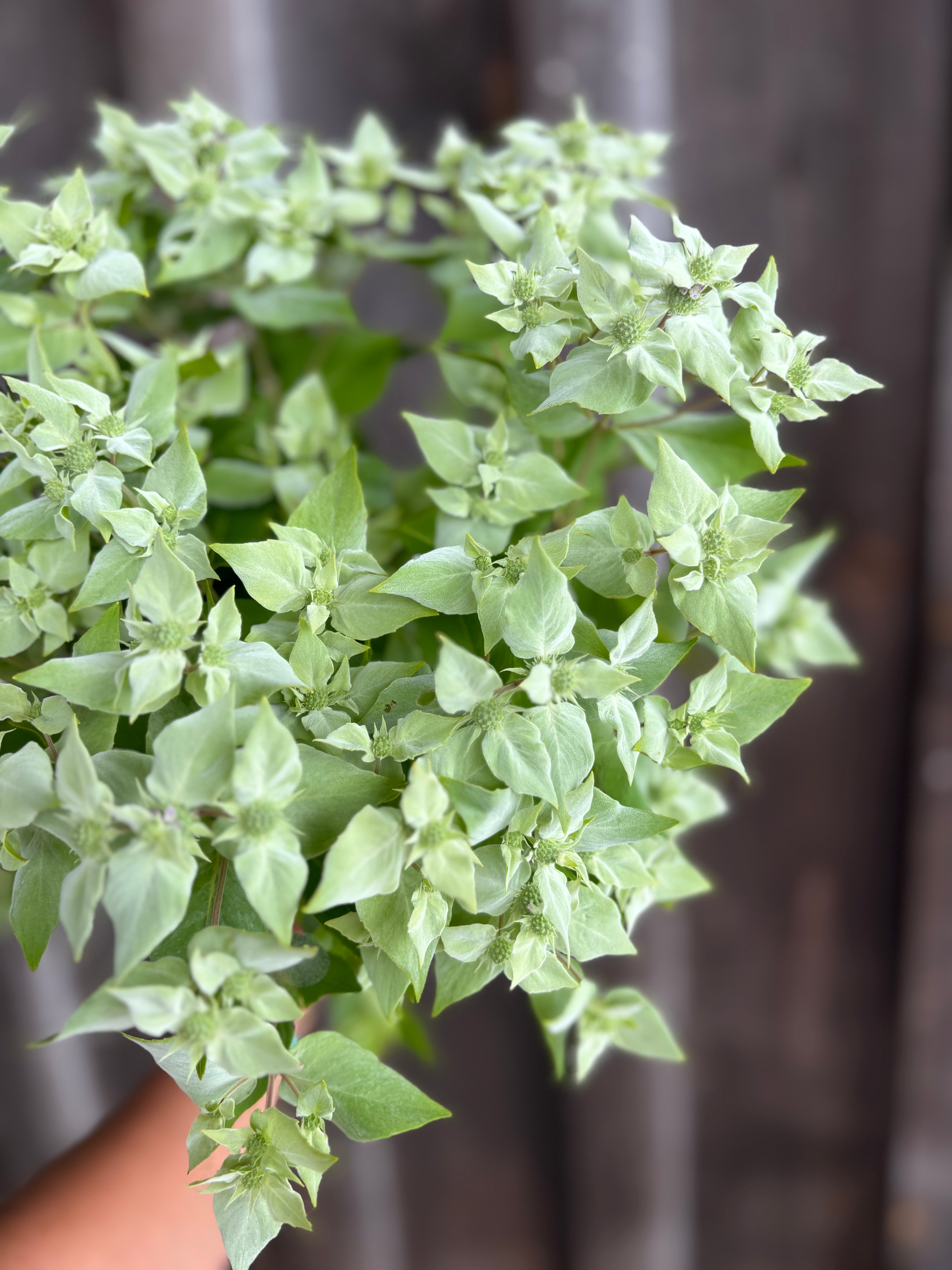 Mountain Mint Clustered Silver – Weatherlow Farms