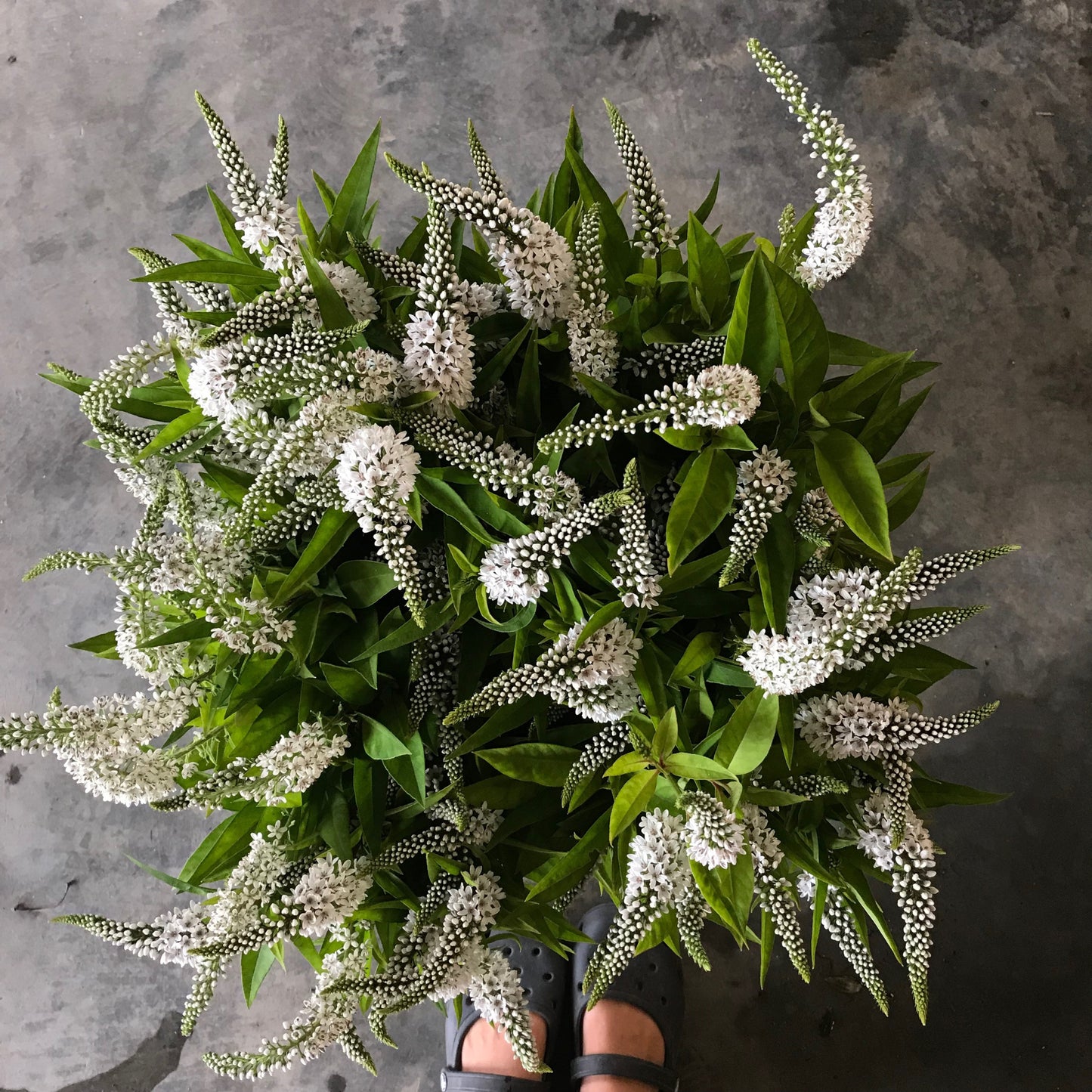 Lysimachia White Gooseneck