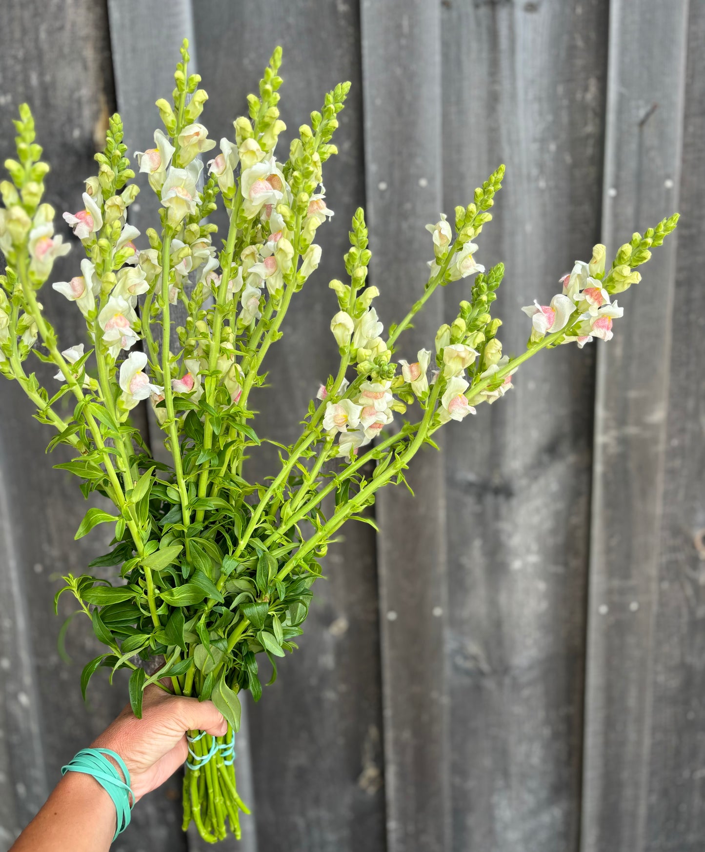 Snapdragons Potomac Appleblossom