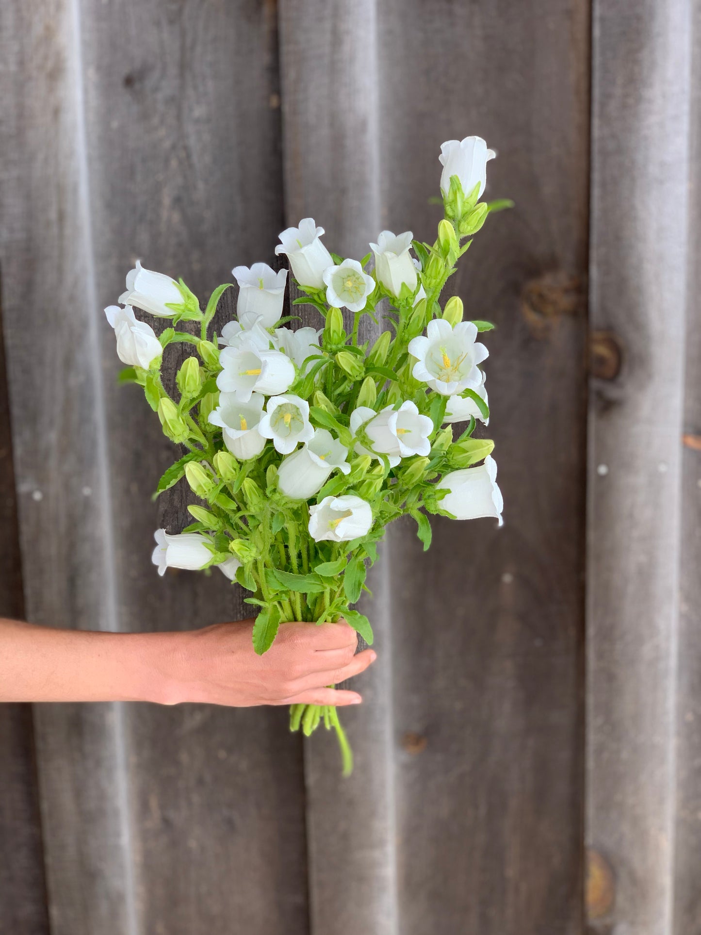Campanula Champion White