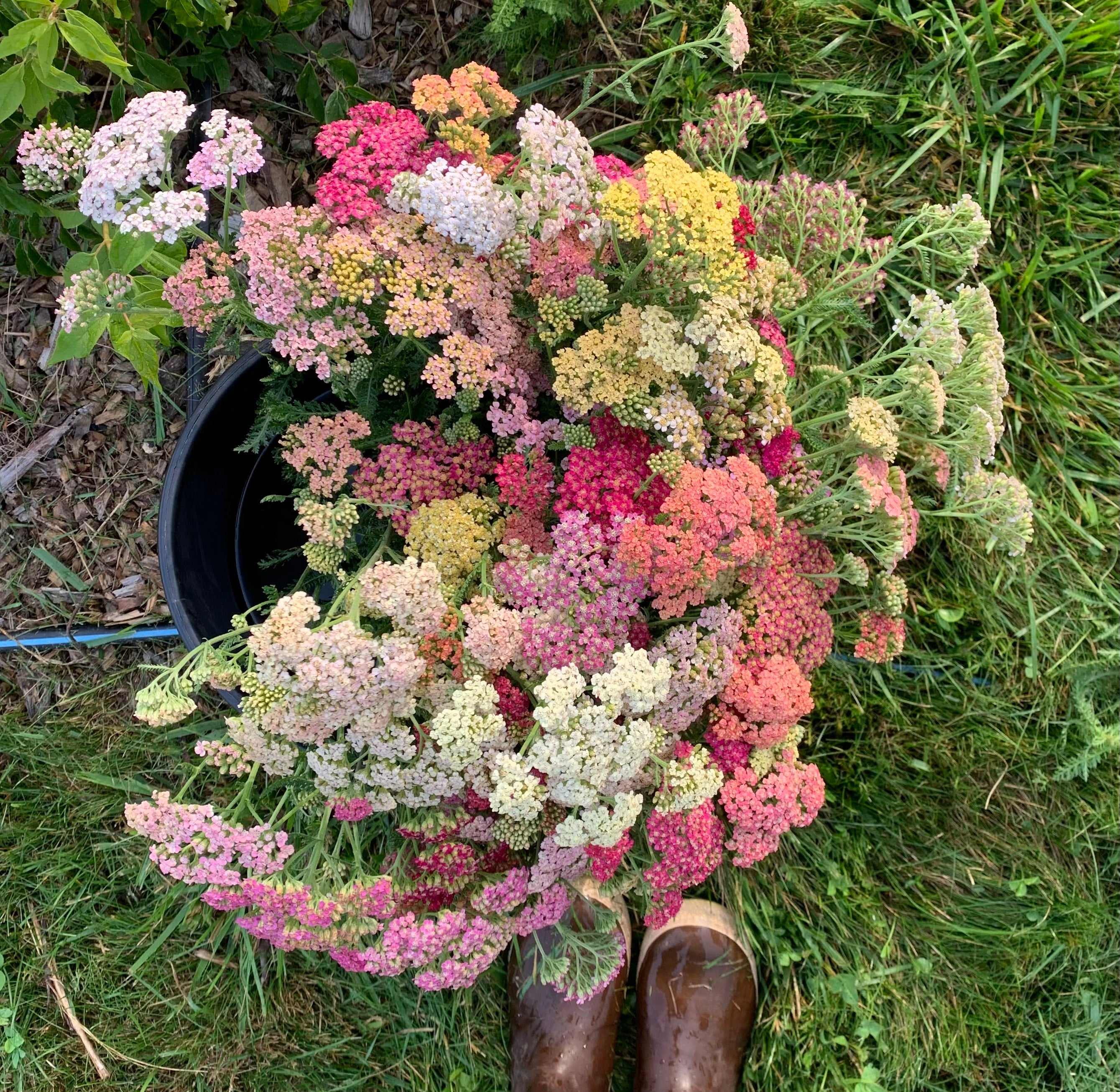 Achillea Summer Pastels – Weatherlow Farms