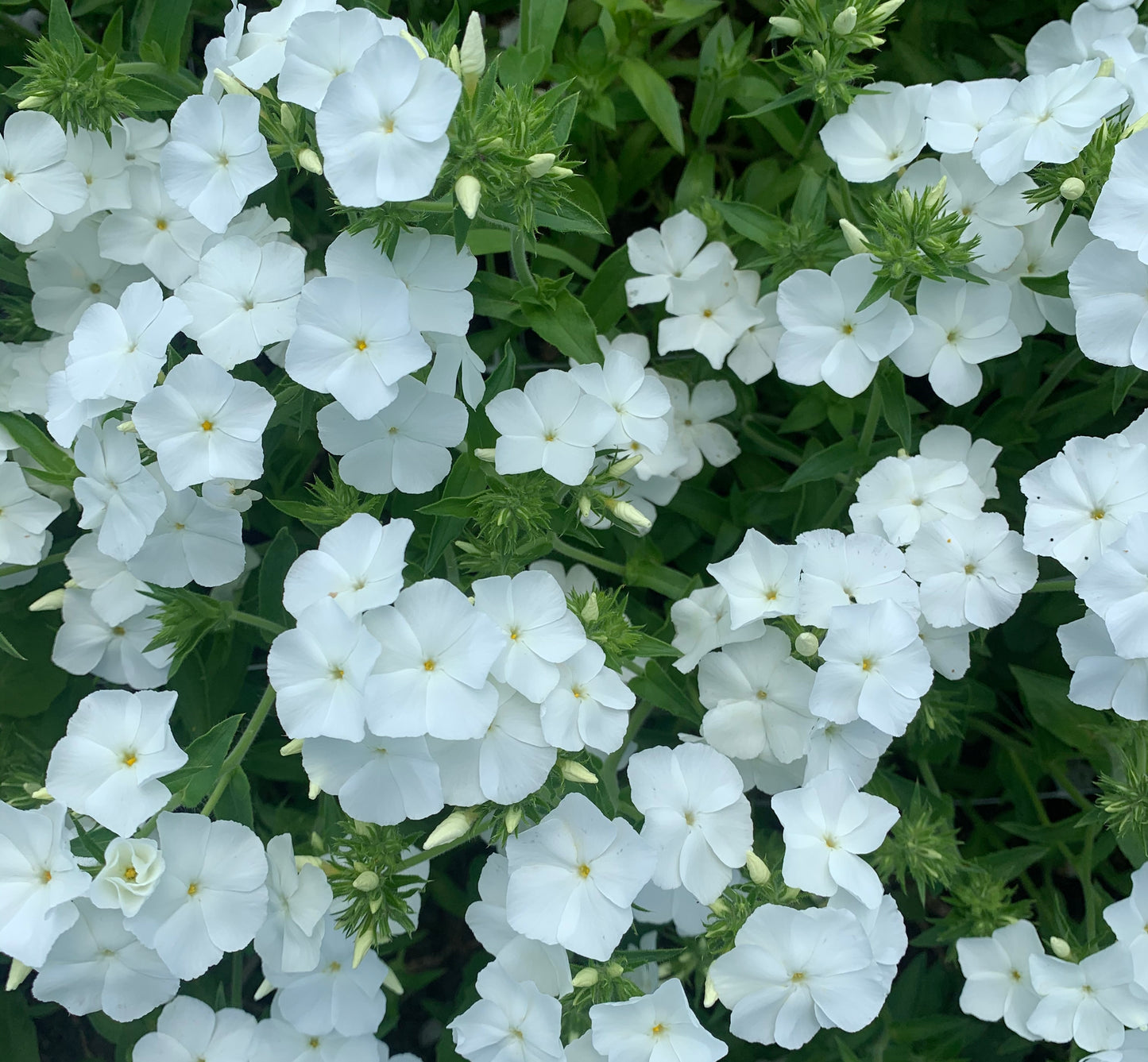 Phlox Whipped Cream