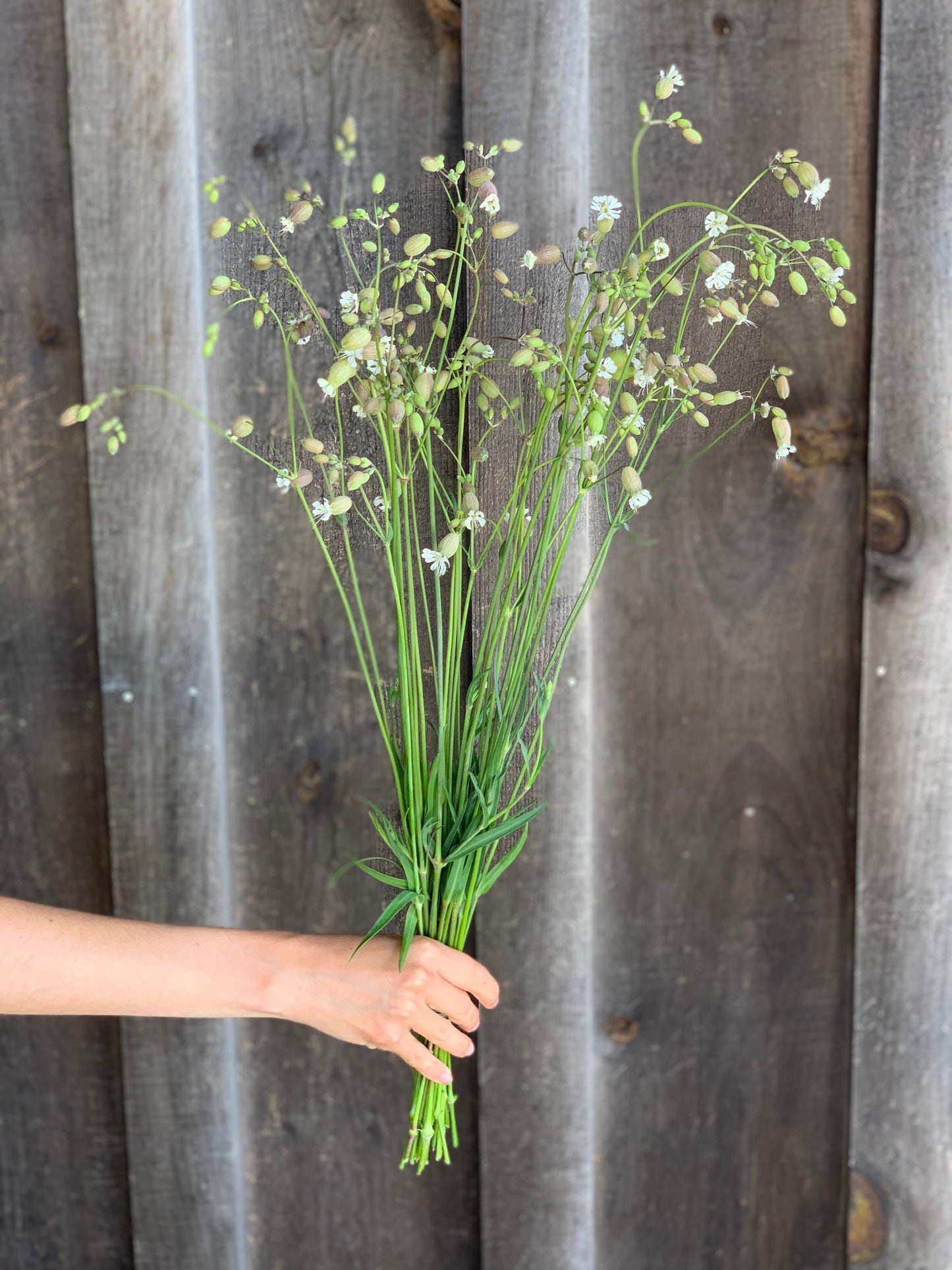 Silene Blushing Lanterns