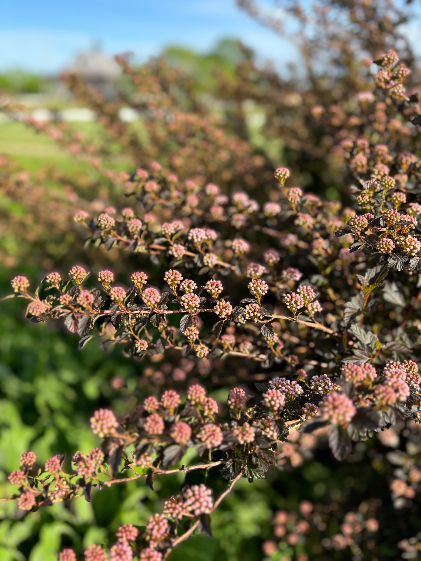 Ninebark Tiny Wine Blush Flowering