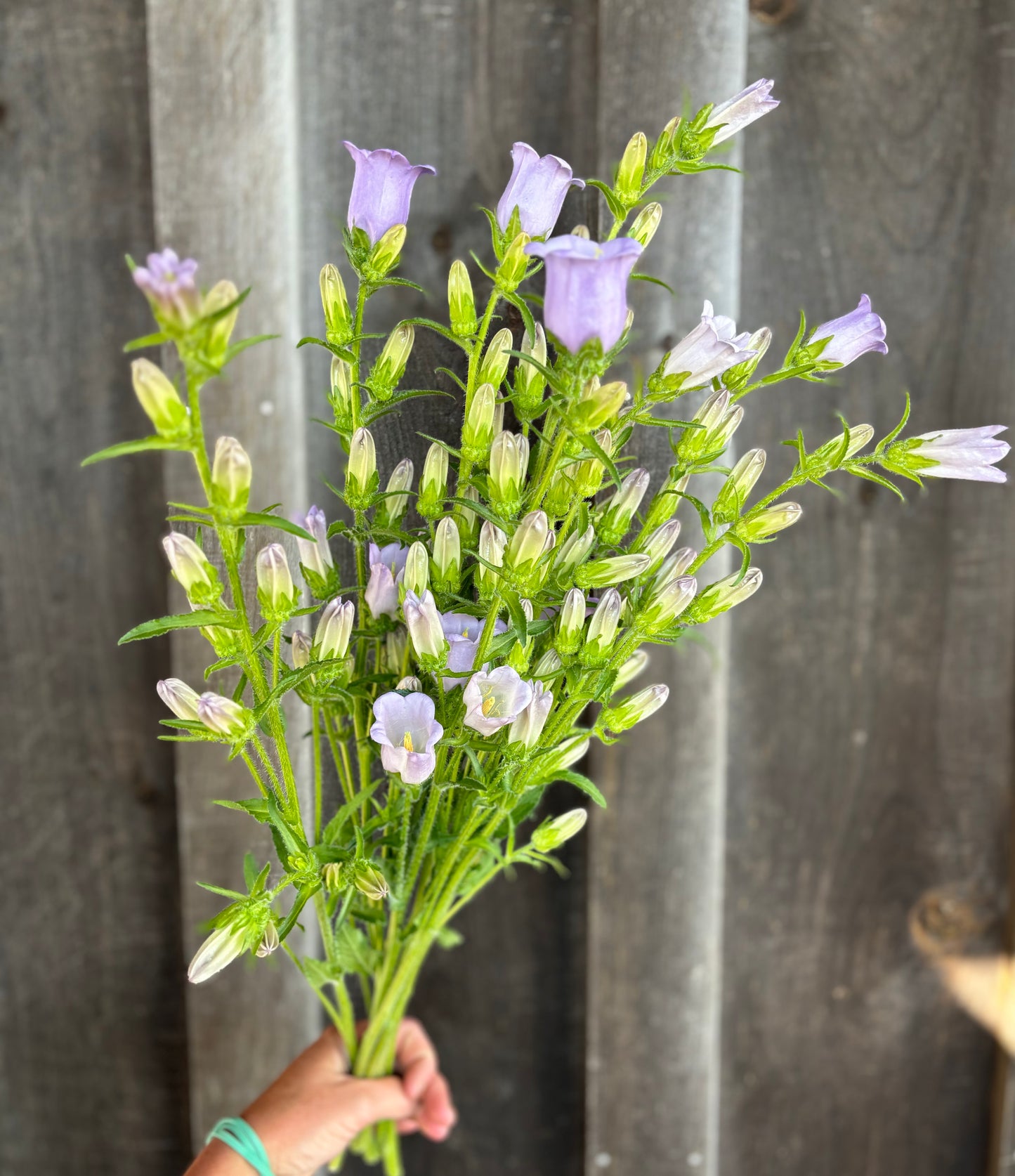 Campanula Champion Lavender