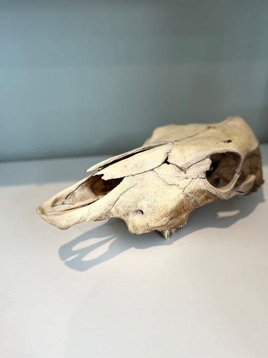 Cow Skull