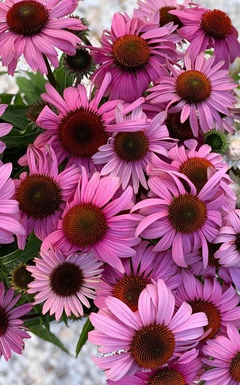 Echinacea Magnus – Weatherlow Farms