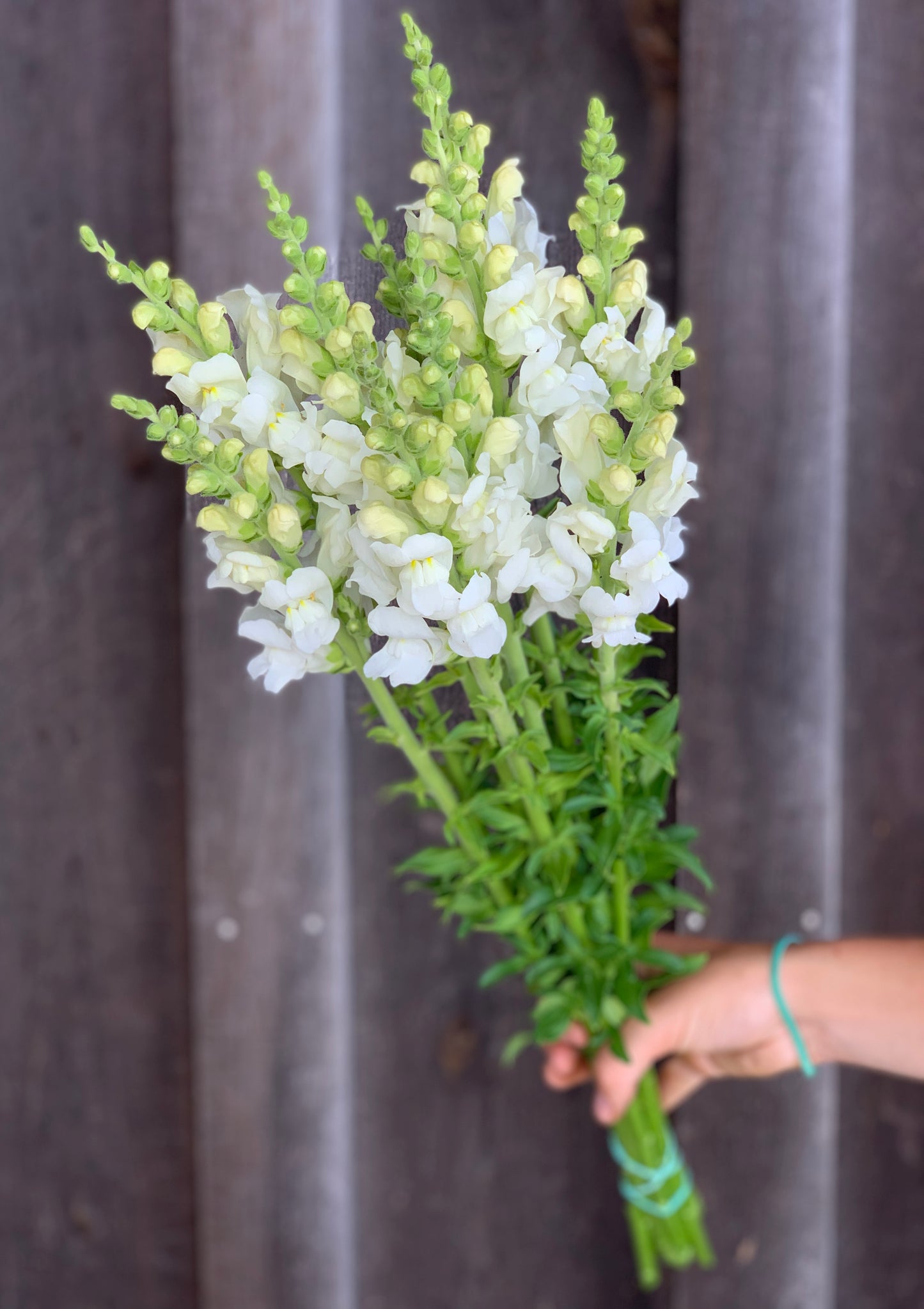 Snapdragons Potomac Ivory