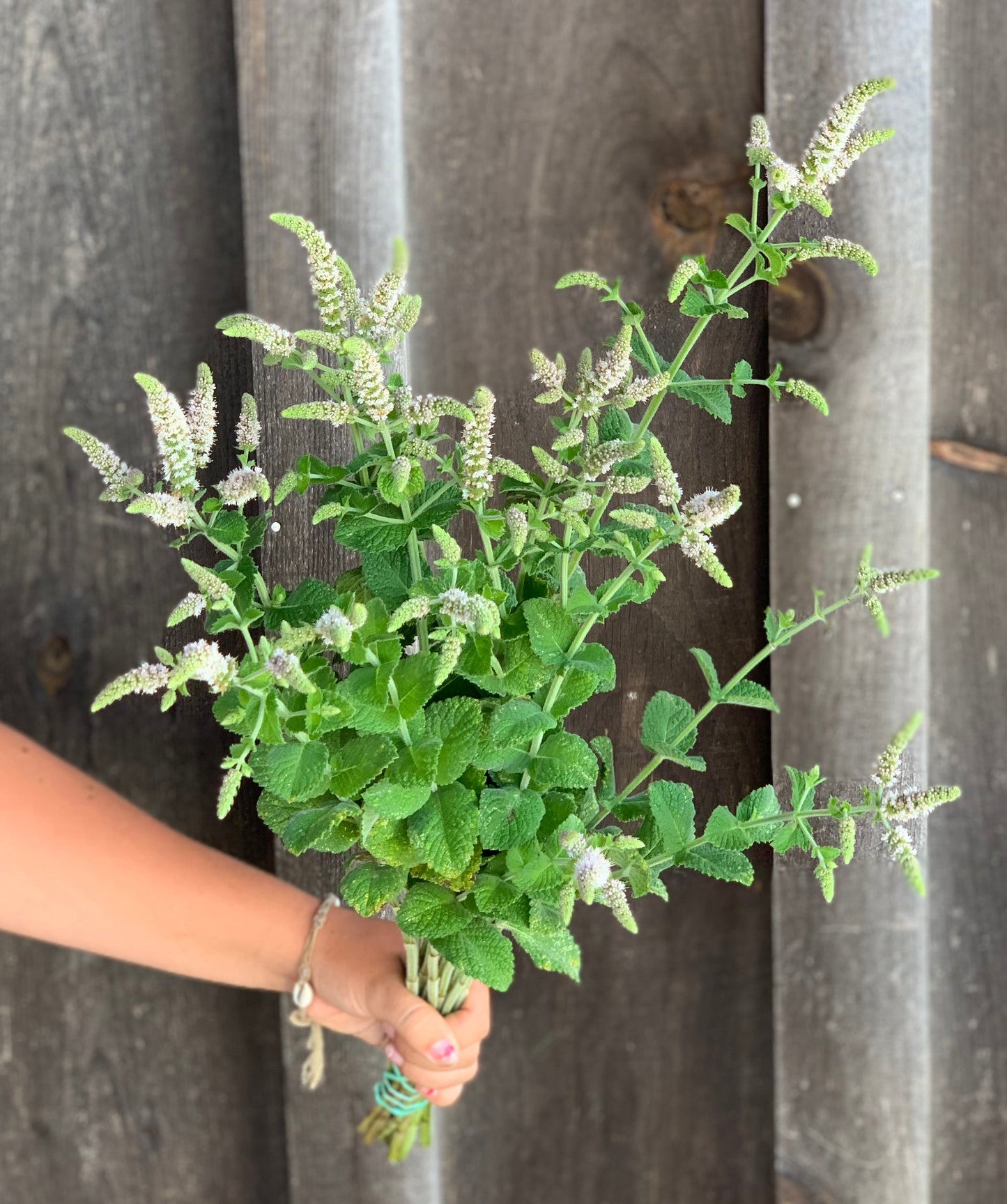 Mint Apple Lavender Flowering