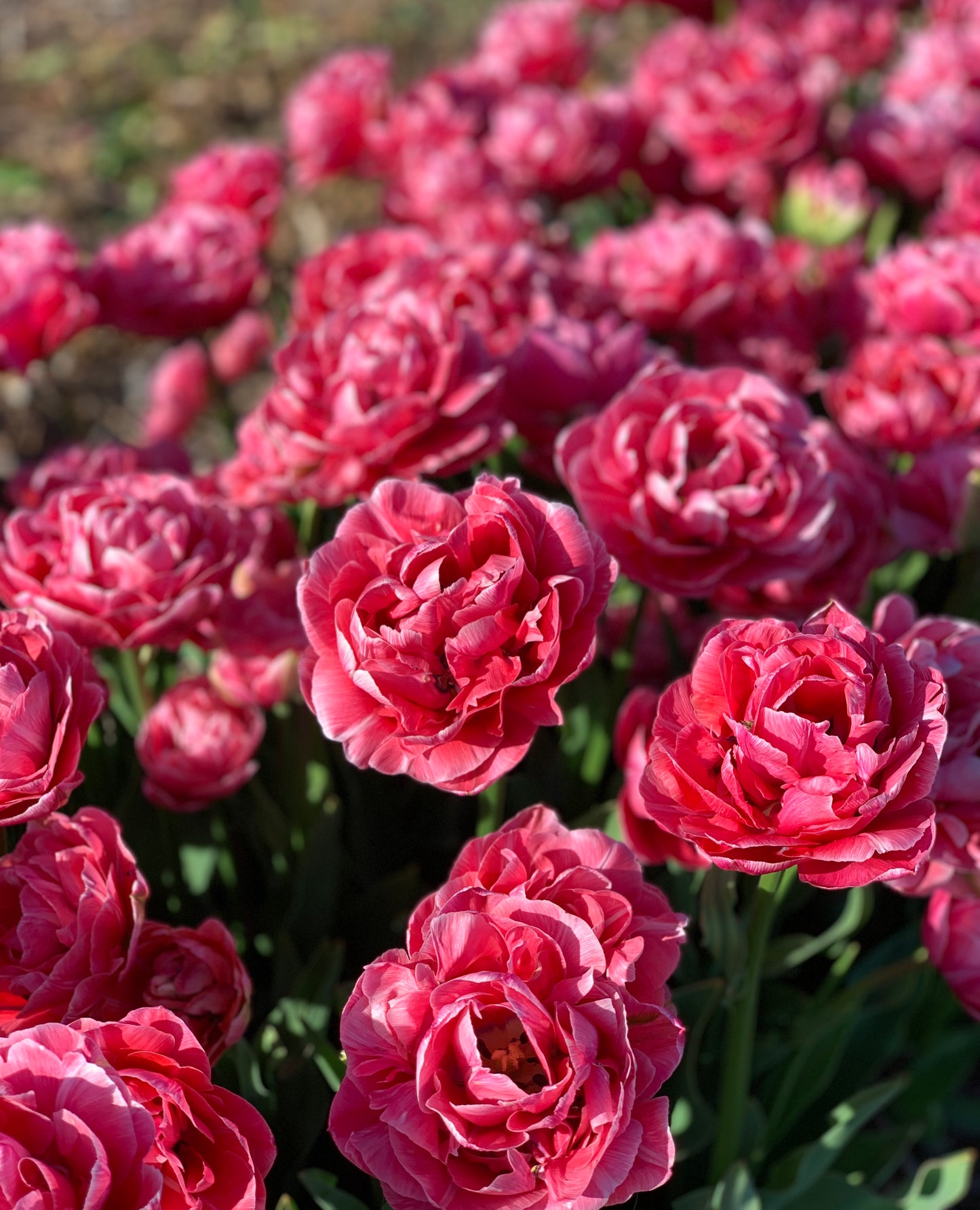 Tulips Double Aveyron