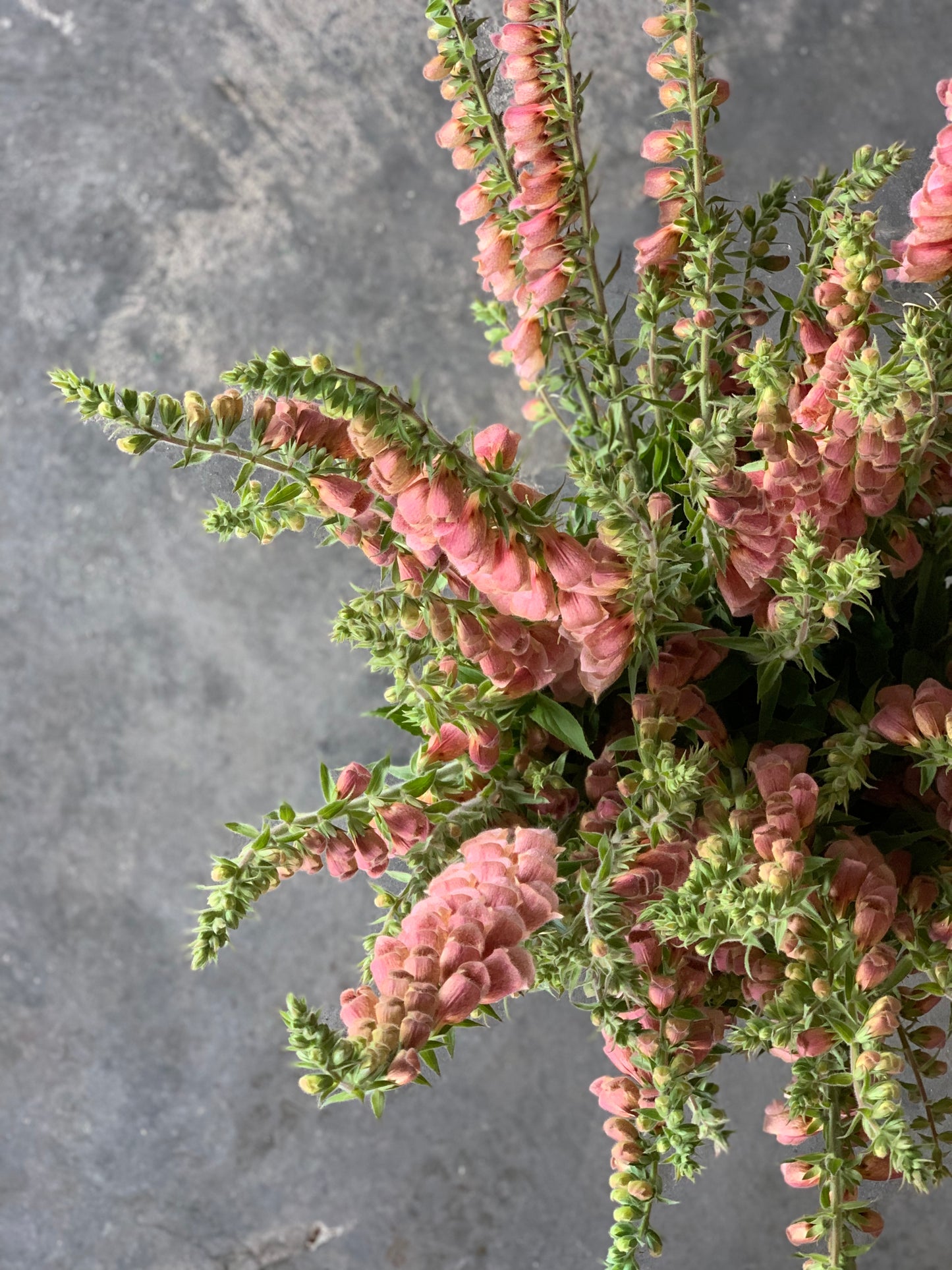 Foxglove Summer King Strawberry