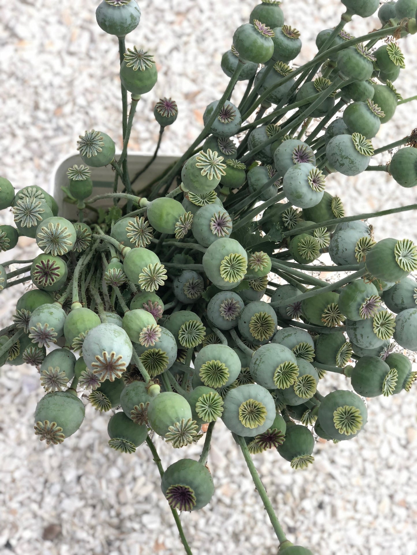 Peony Poppy Pods