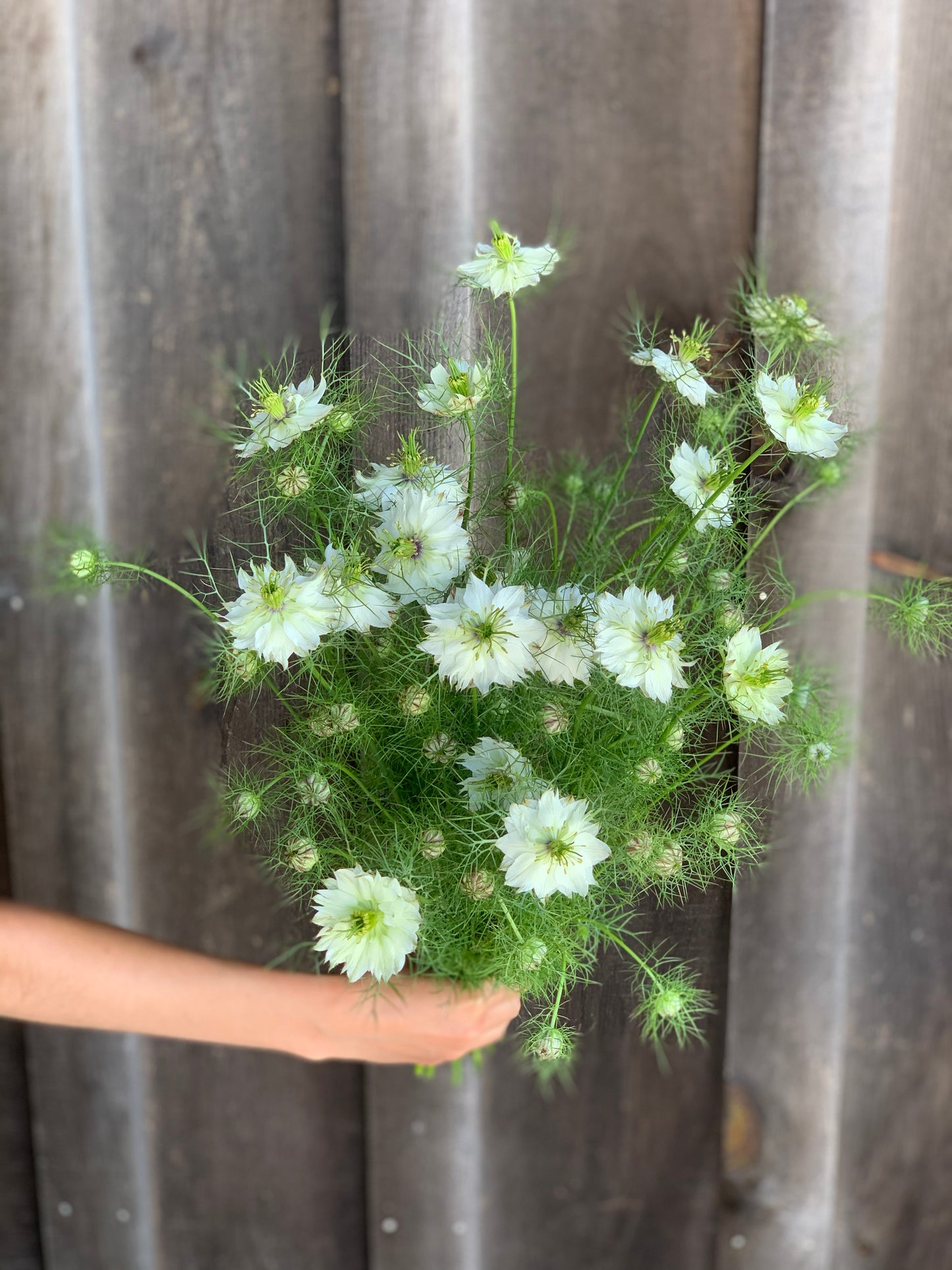 Nigella Miss Jekyll White