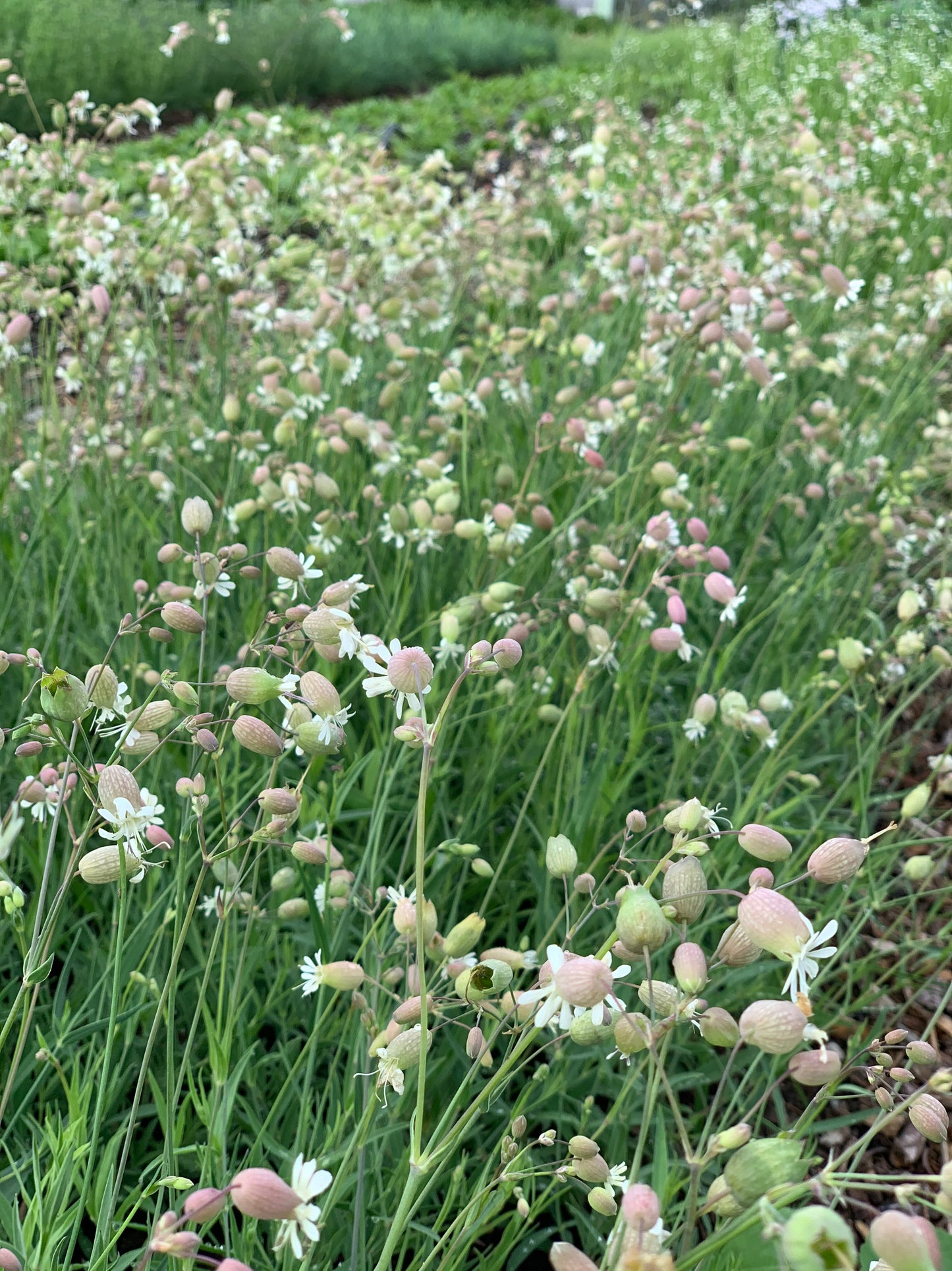 Silene Blushing Lanterns