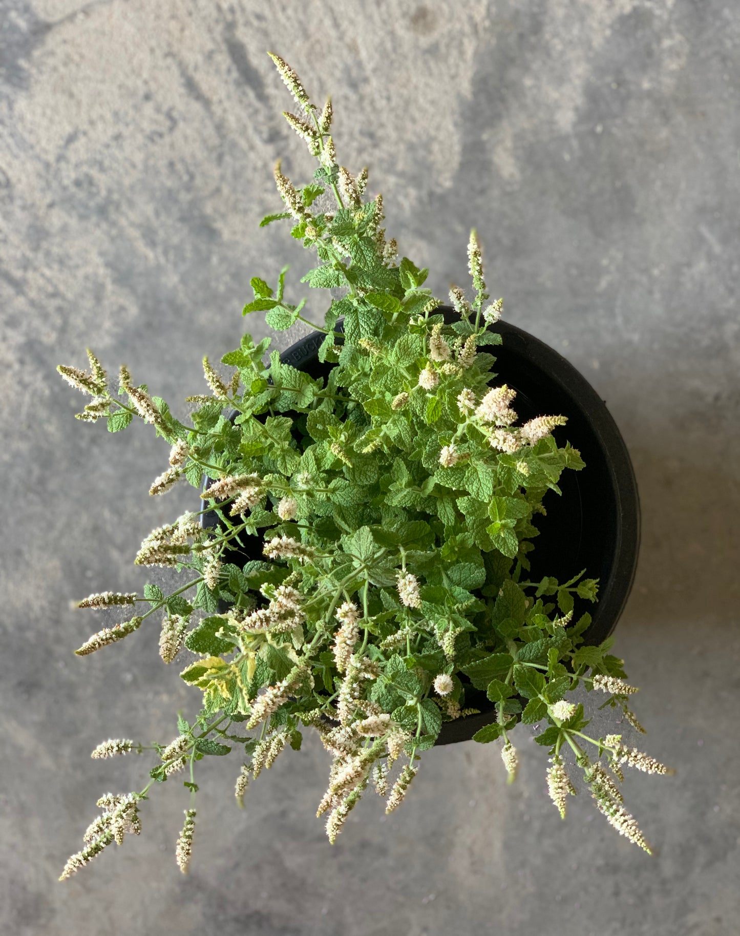 Mint Variegated Flowering