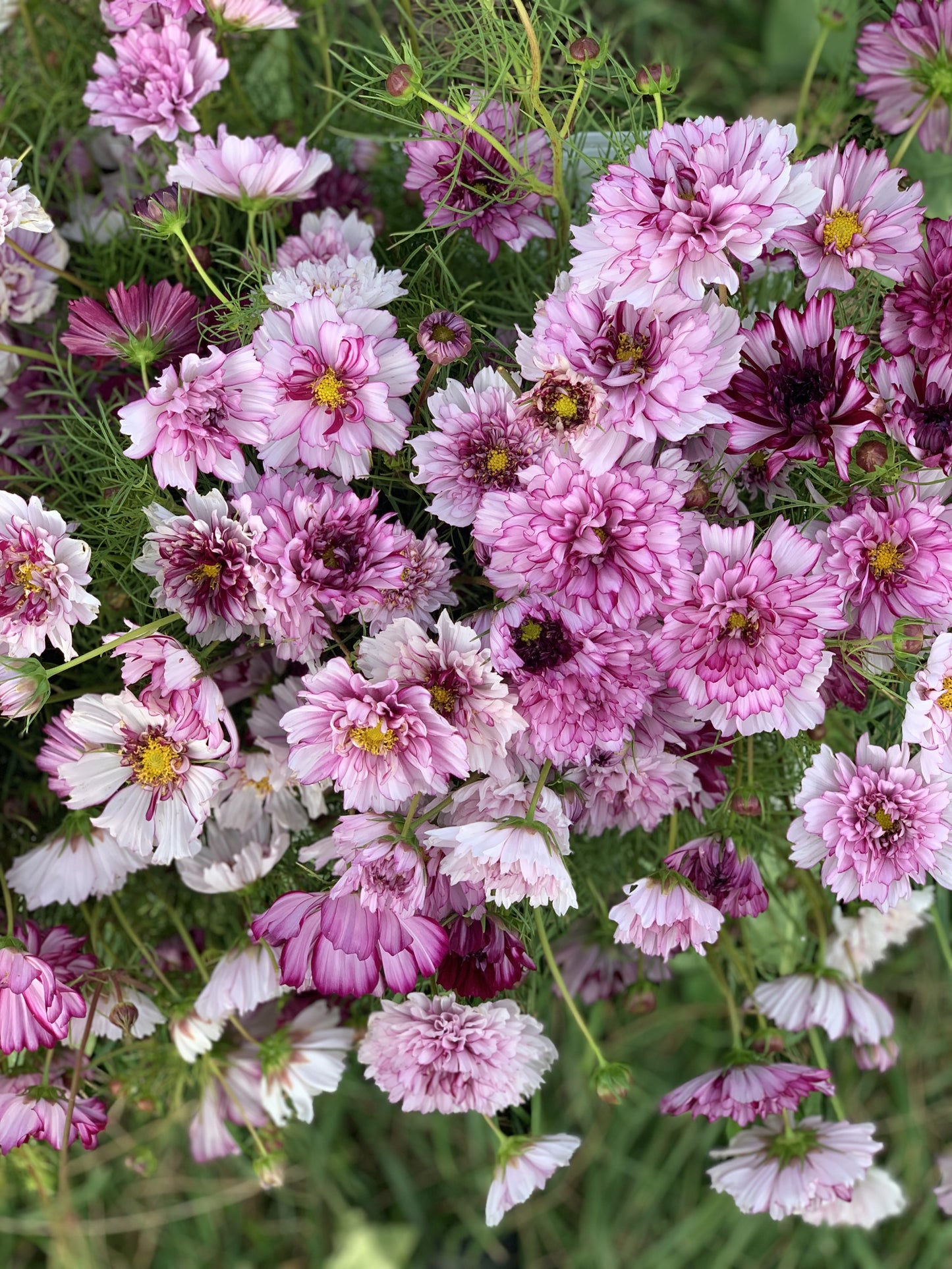 Cosmos Double Click Bicolor Violet