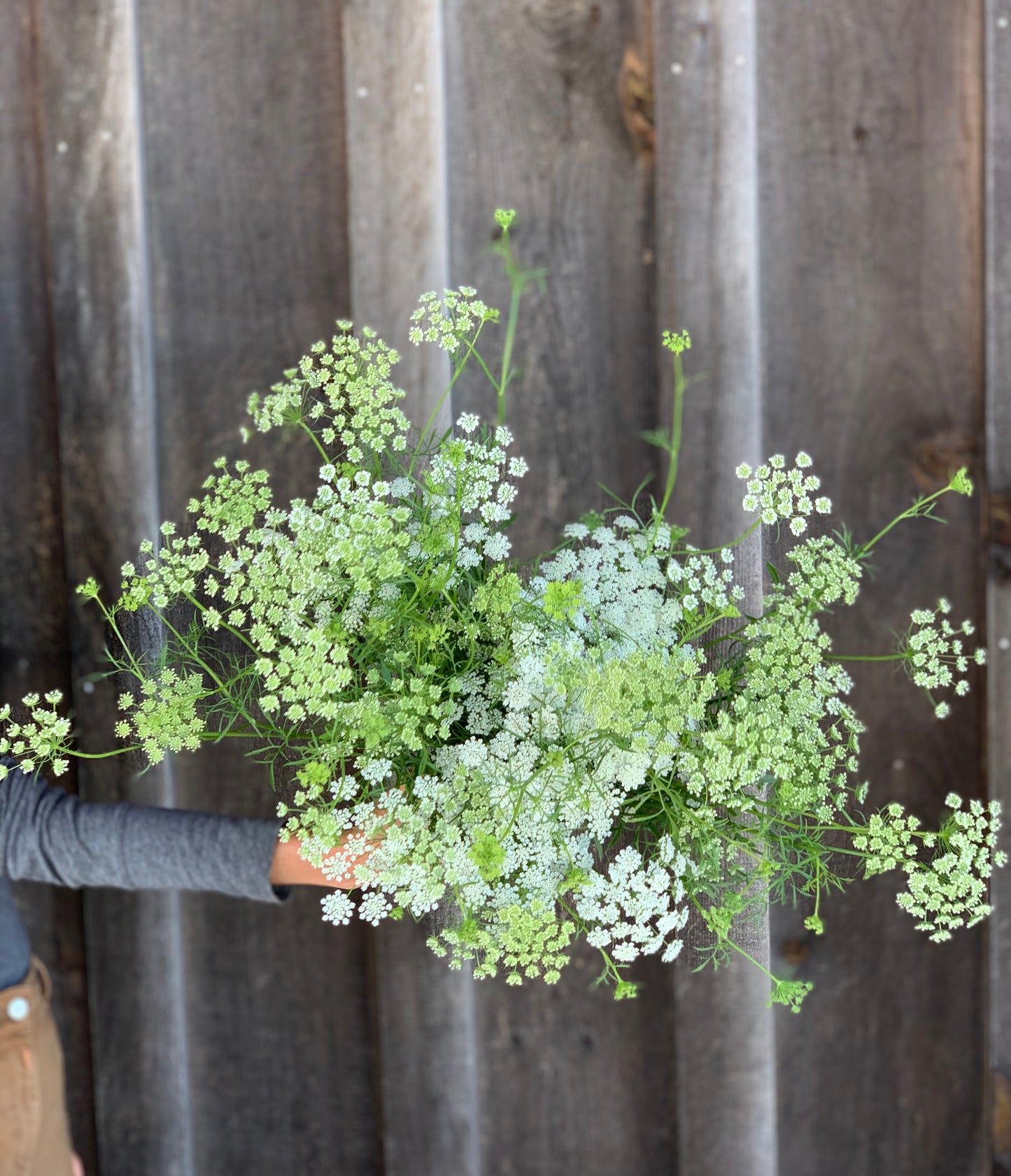 Ammi White Dill