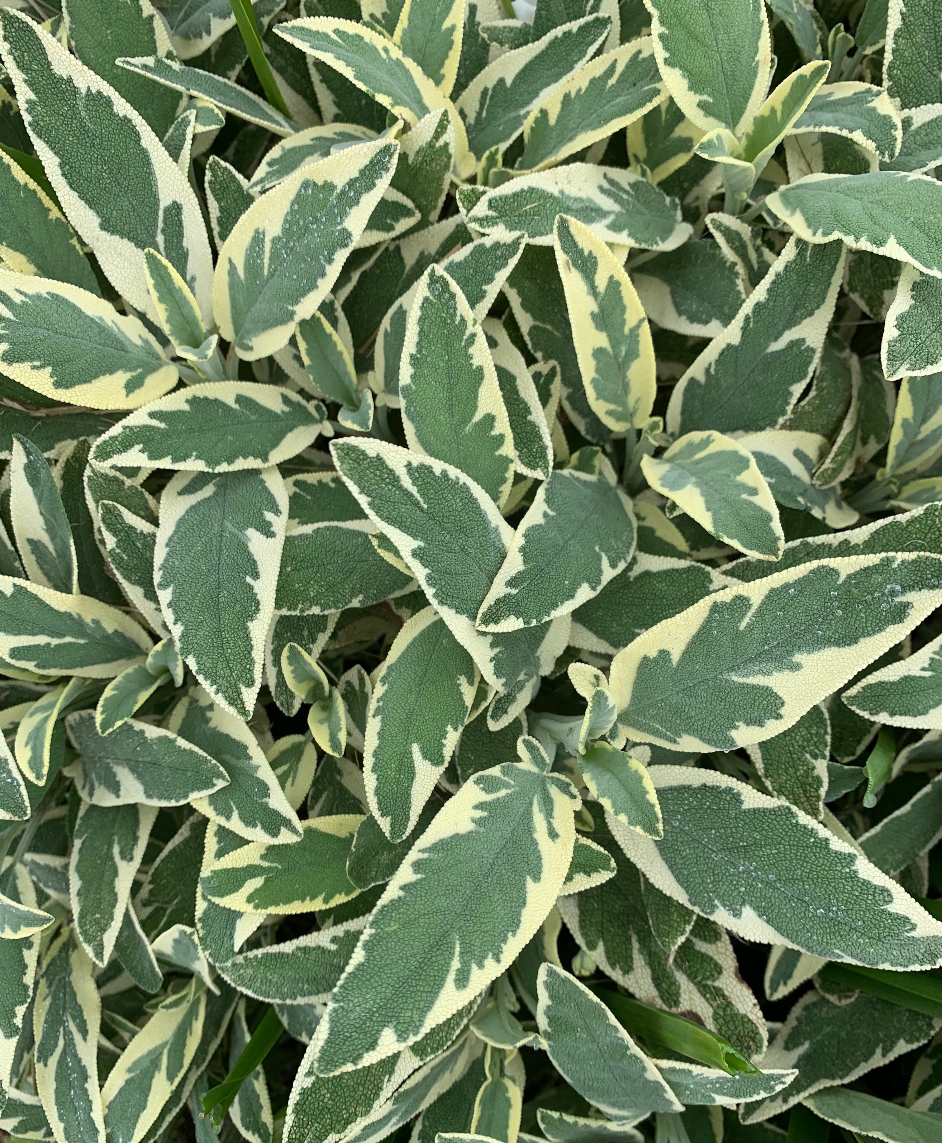 Sage Variegated – Weatherlow Farms