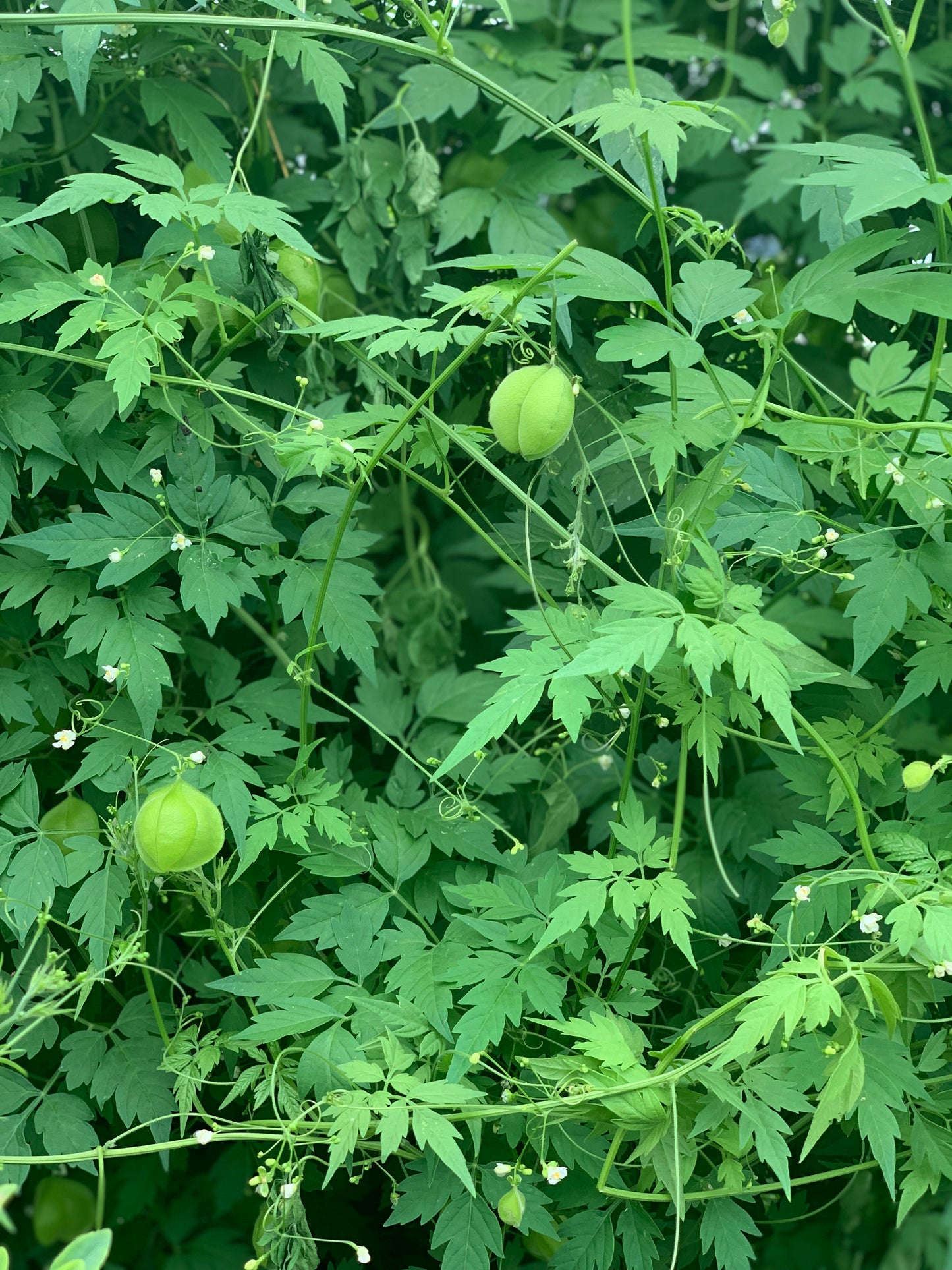 Love In A Puff Vine