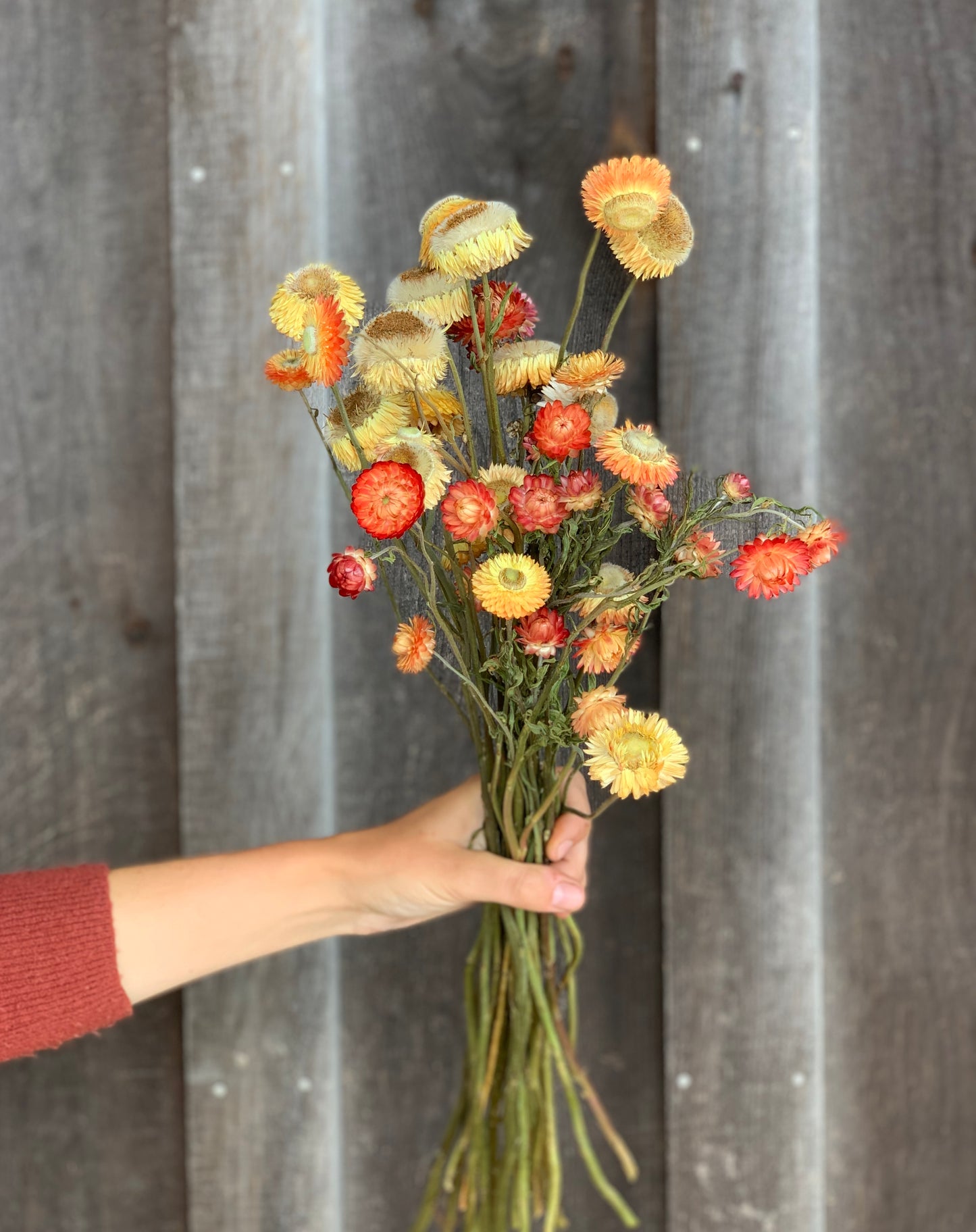 Strawflower Apricot/Peach Dried