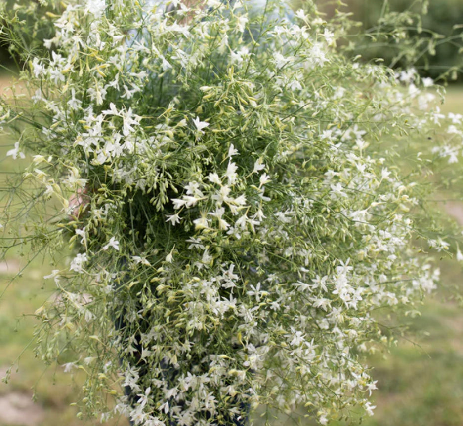 Larkspur White Cloud