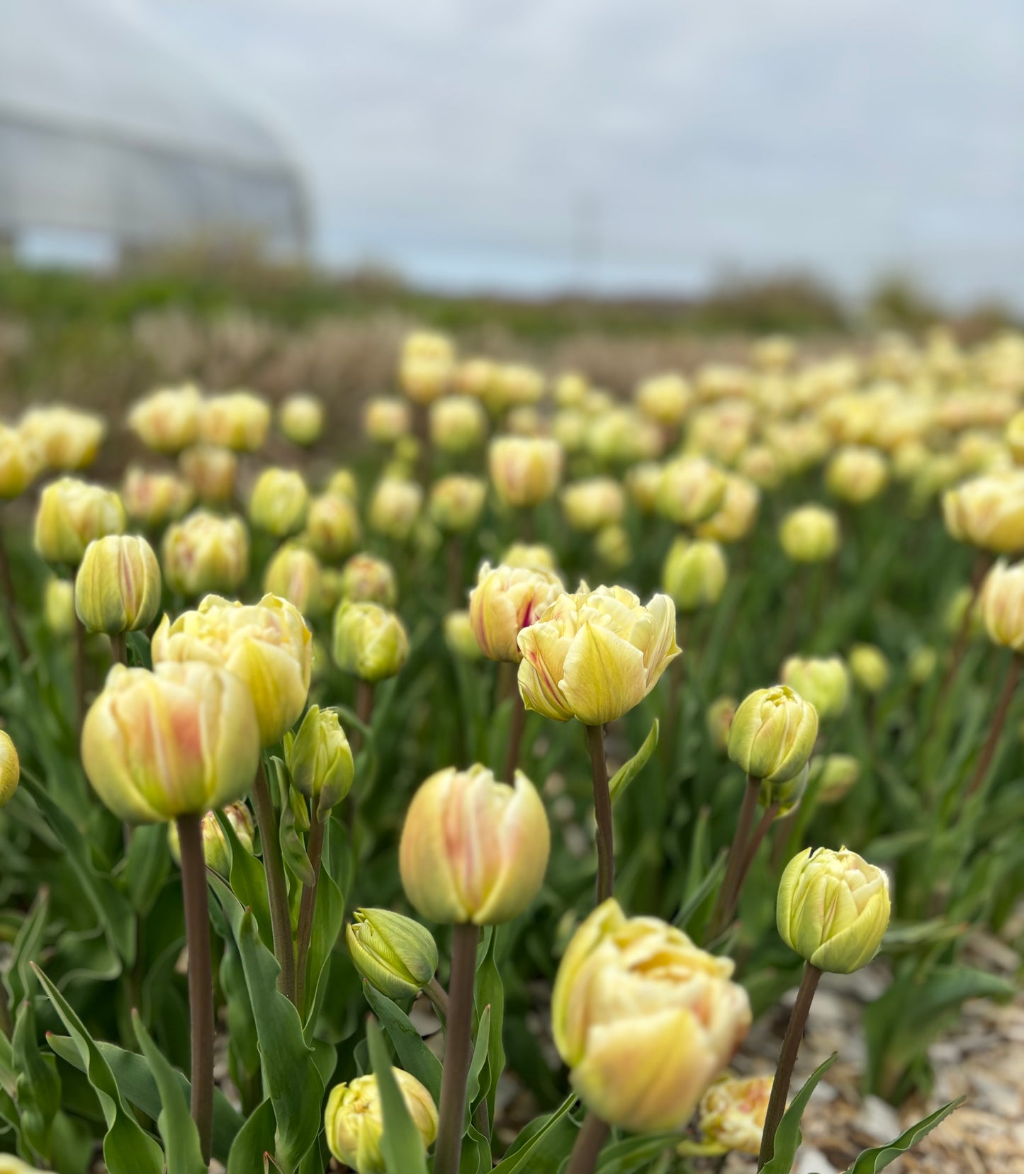 Tulip Double Flaming Margarita