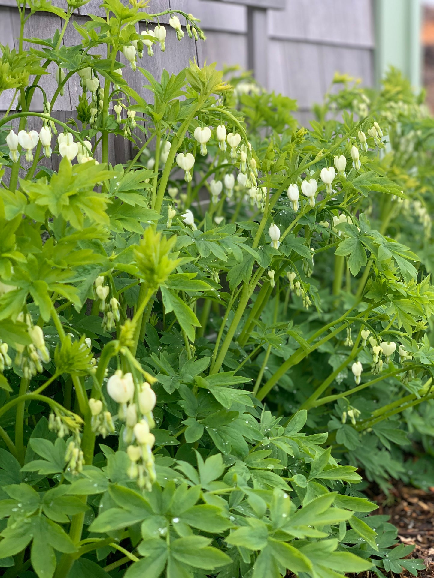 Bleeding Heart White