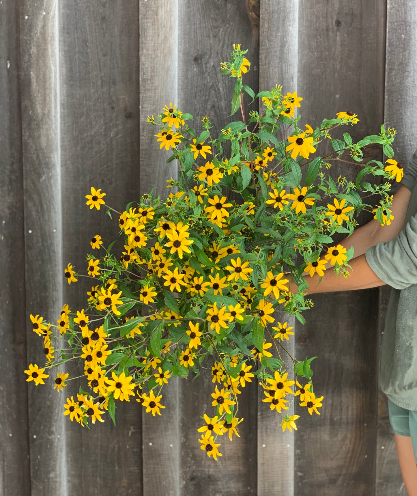 Rudbeckia Triloba Blackjack Gold