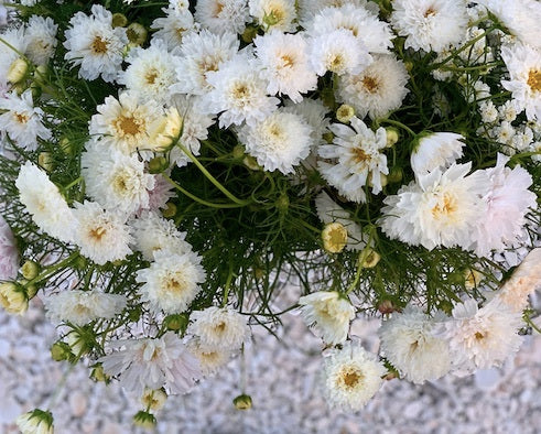Cosmos Snowpuff